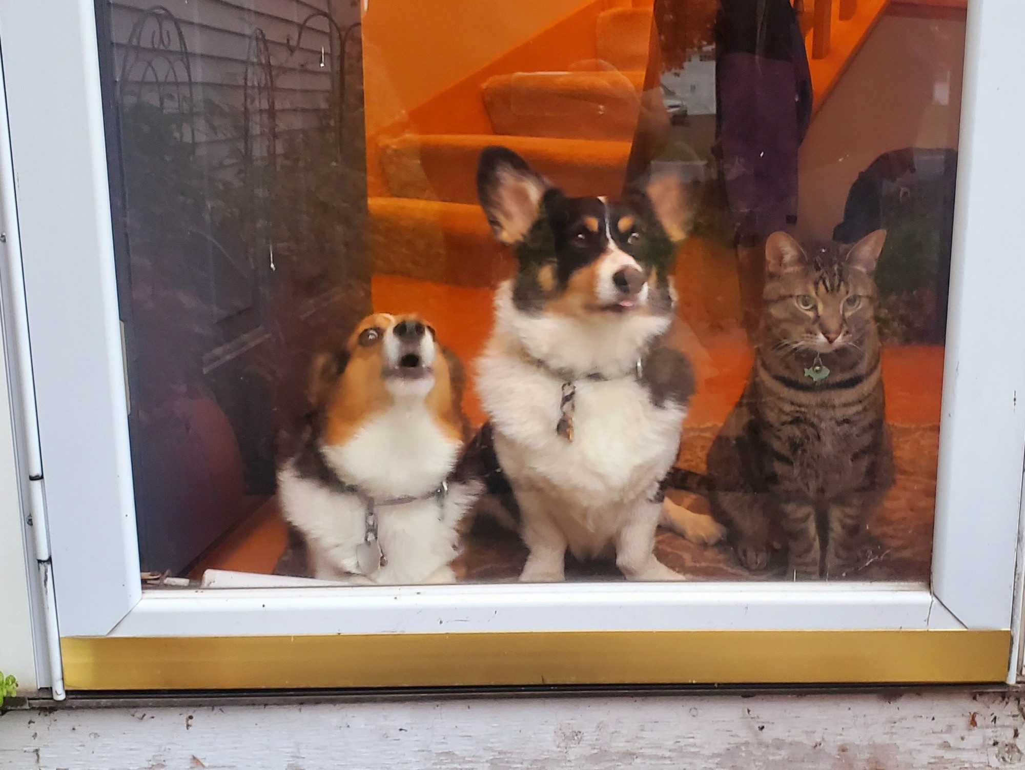 Tabby cat Stitch affectionately known as "Third Dog" with Pembroke Welsh Corgi siblings Freyja Frostypaws and Loki Laughinghund