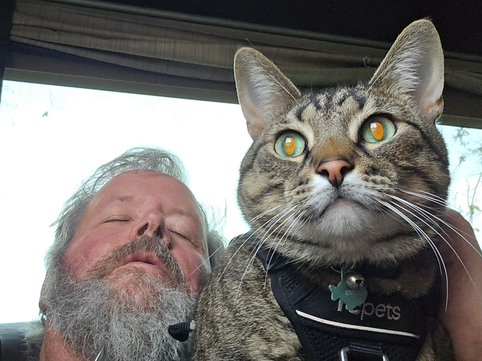 Cat dad Bill catnapping while Tabby cat Stitch watches vigilantly for ladybugs