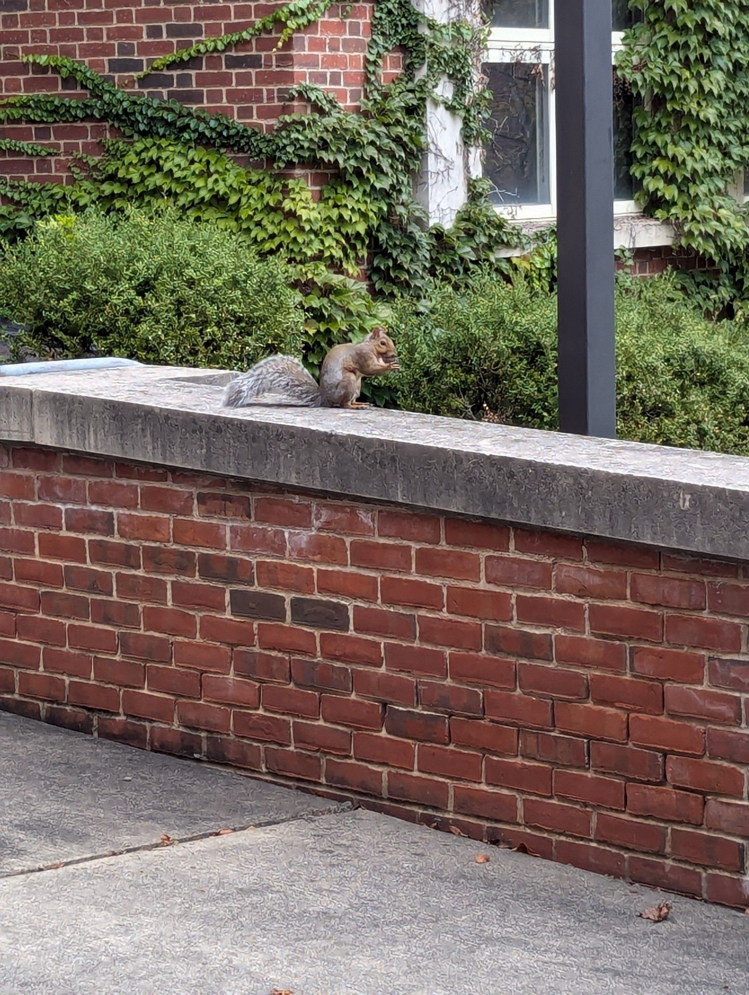 A gray squirrel with an acorn is sitting on a brick ledge with a cement top. Behind it is a brick building and greenery