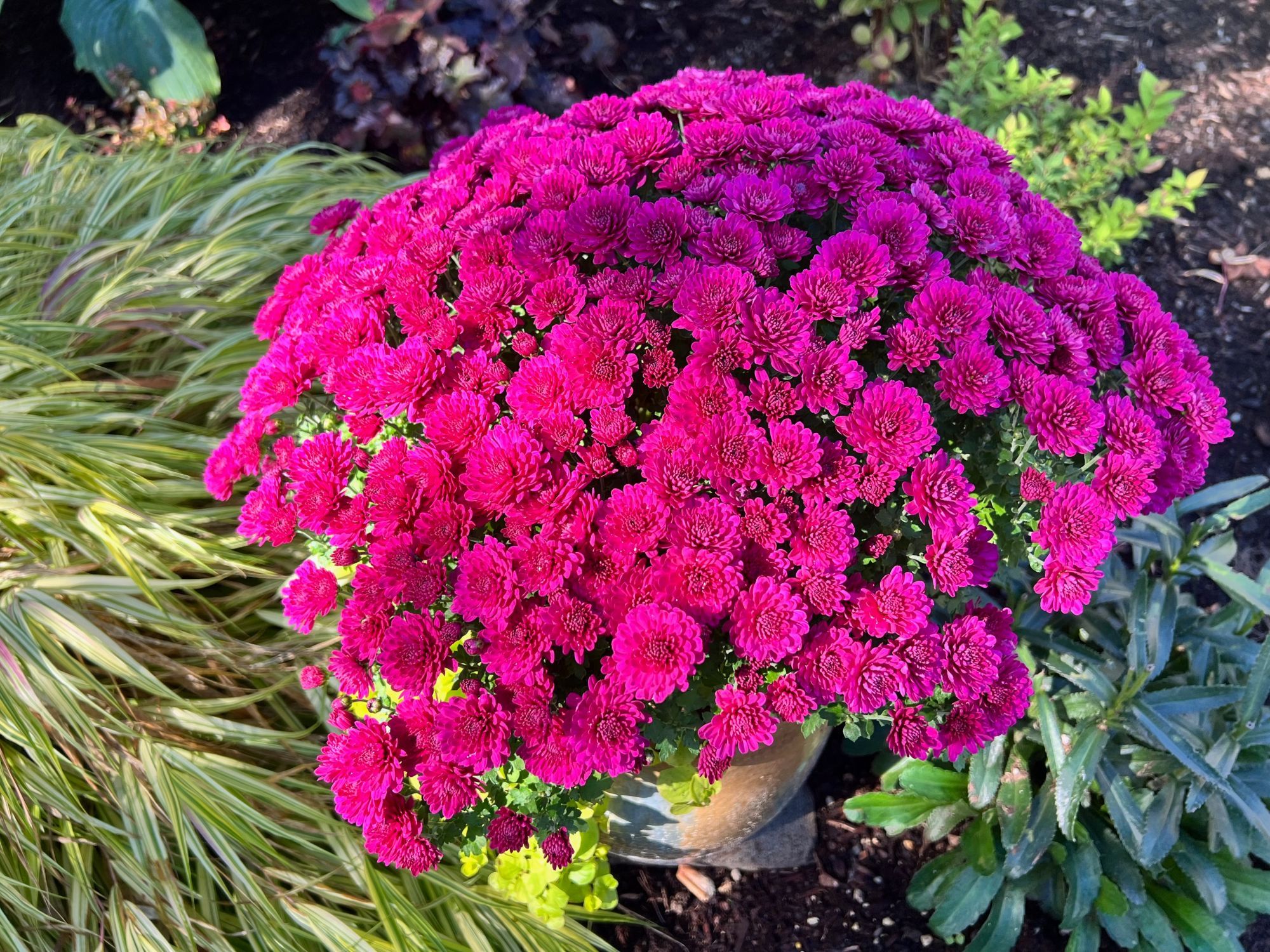 Bright purple mums in a container