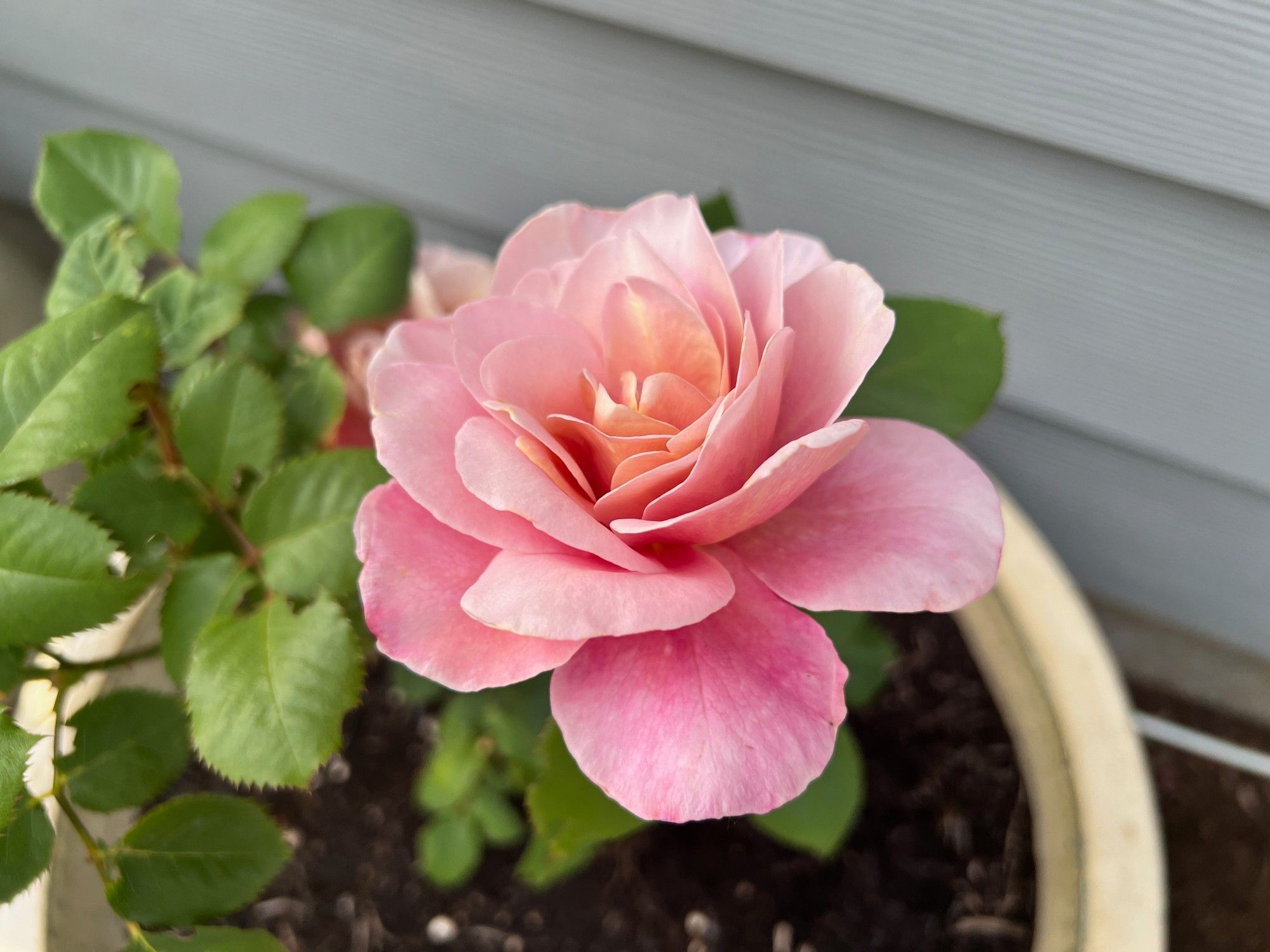 Two toned (pink and buff) rose