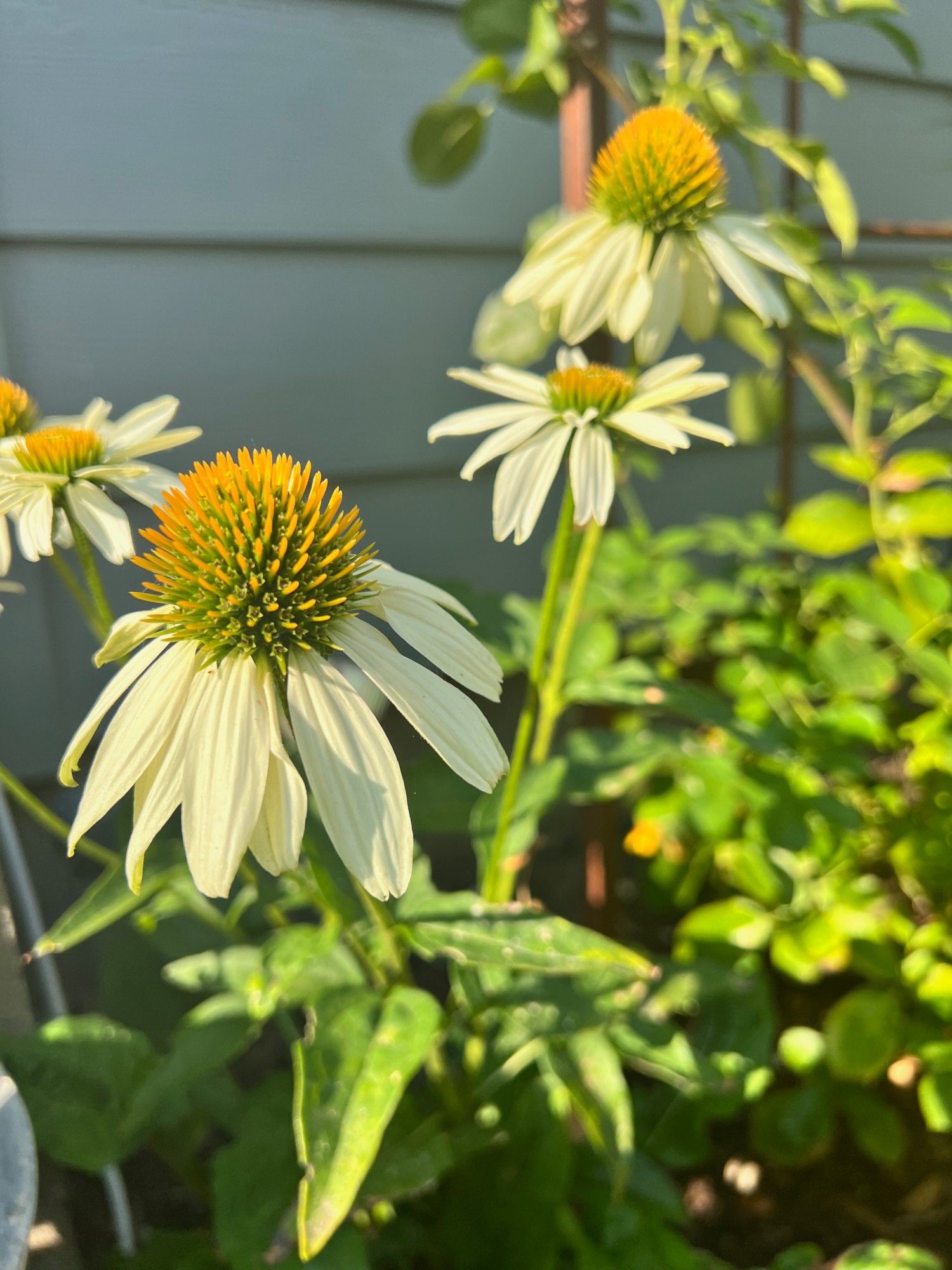 White coneflowers