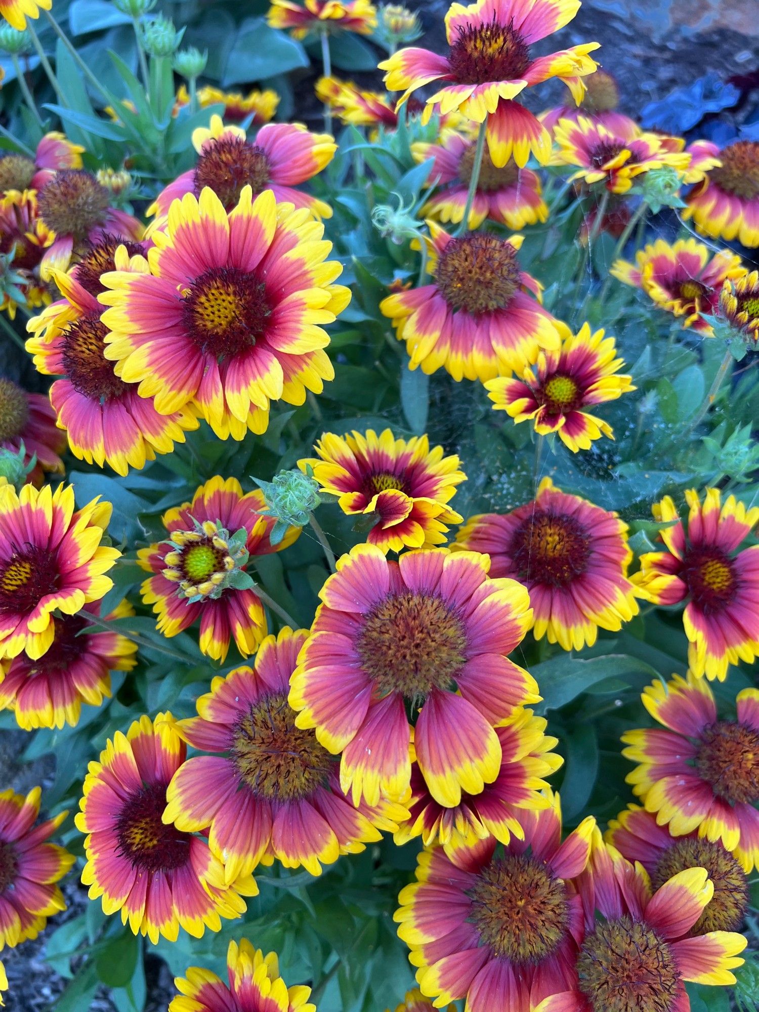 Bright yellow and red blanket flowers