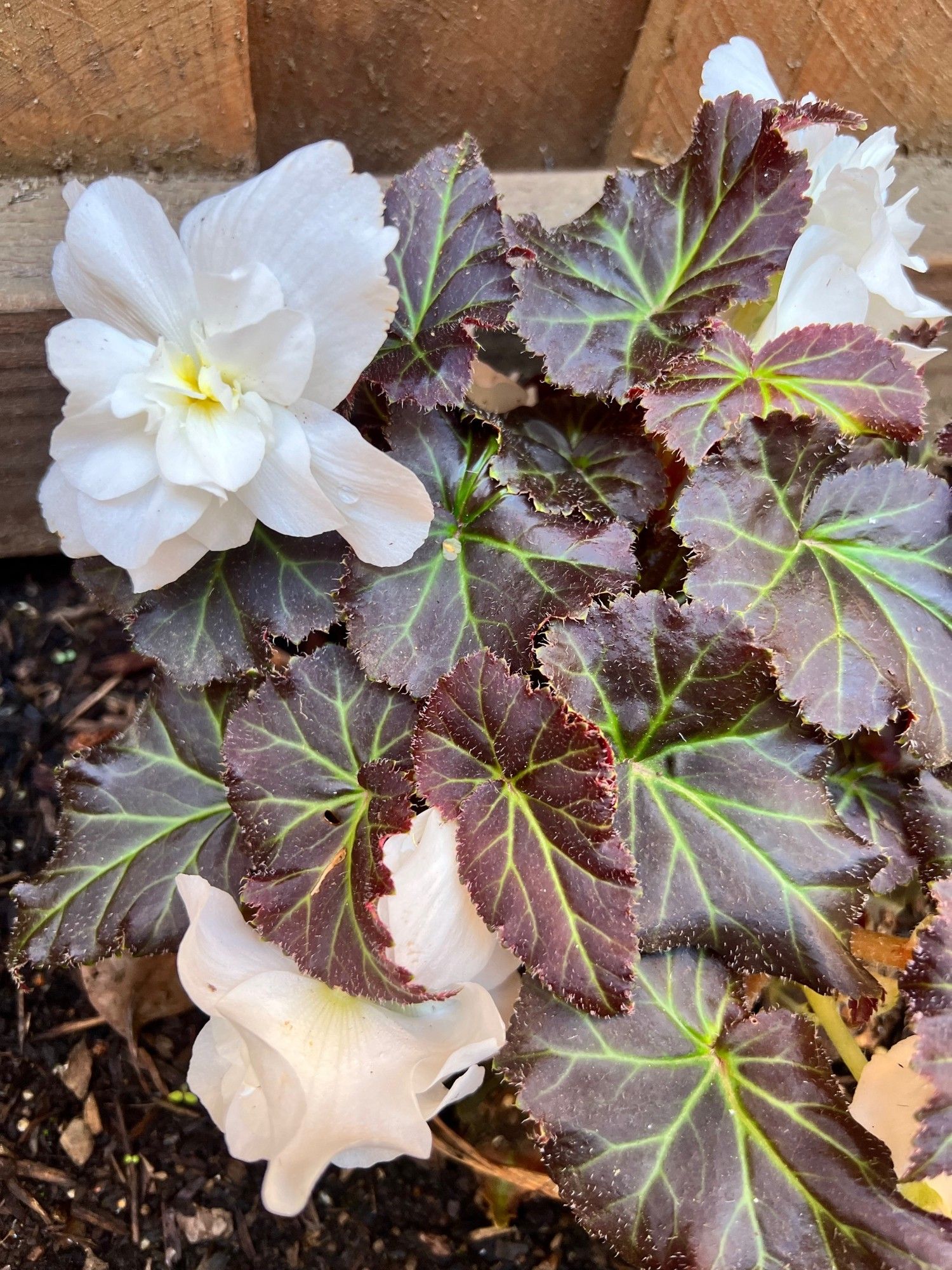 White begonias with burgundy leaves with green veins