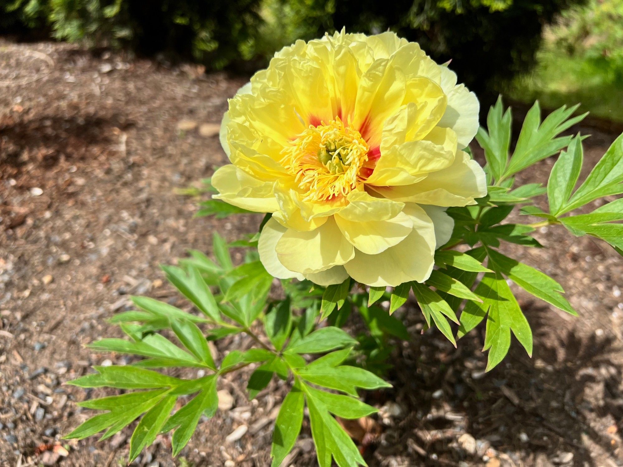 Yellow peony