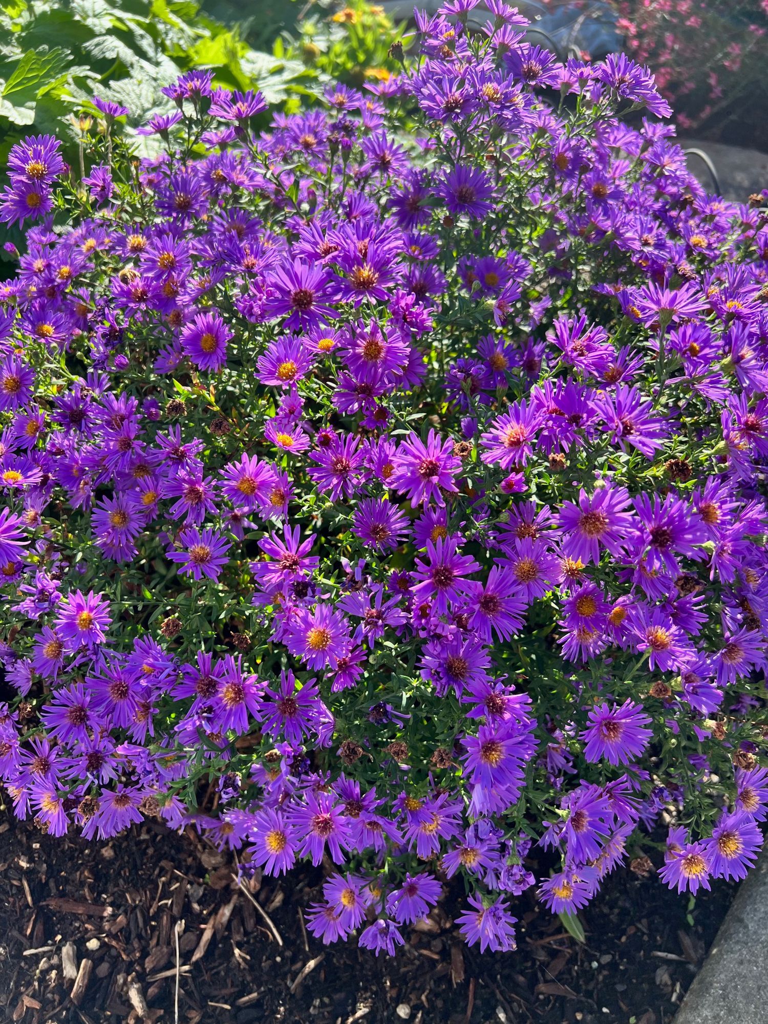 Purple asters