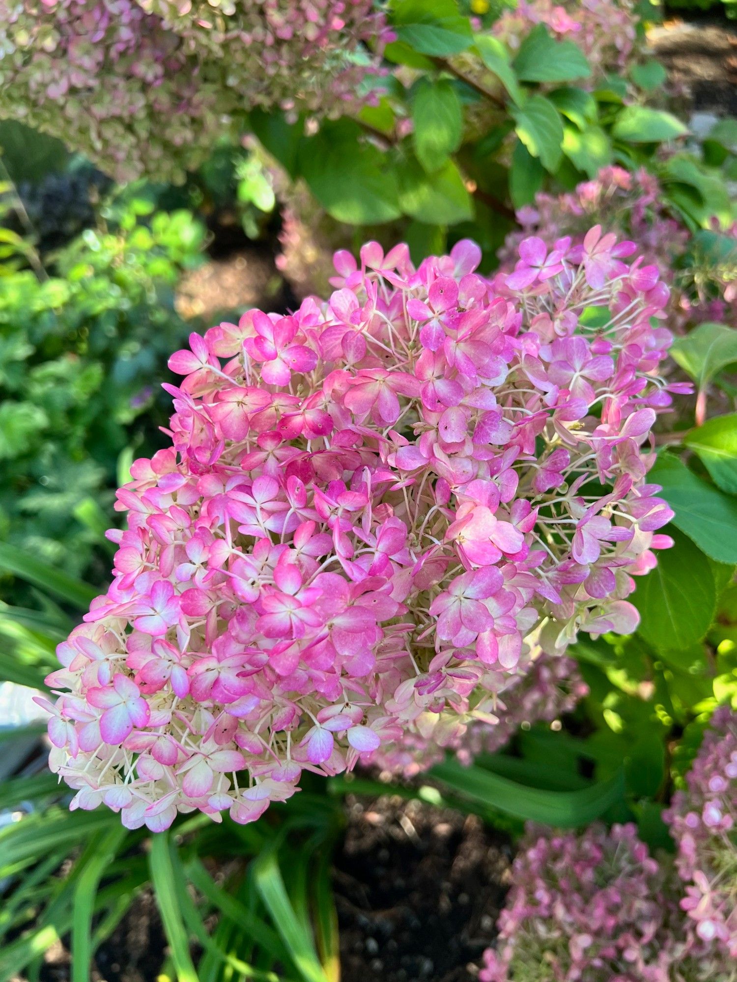 Panicle hydrangea bloom turned mostly pink