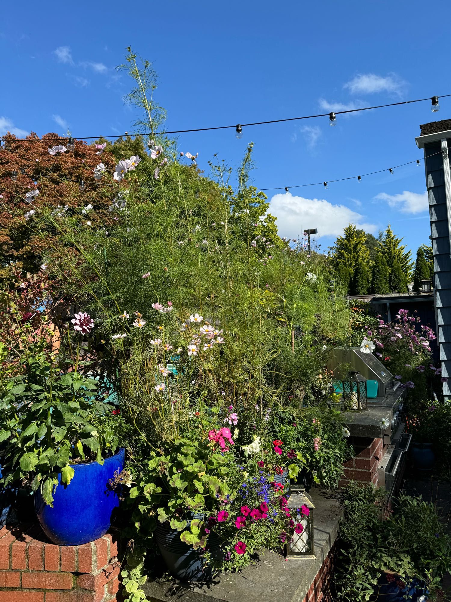 Our sky scraper tall cosmos, some are over 8 feet. Alone with other flowers in pots like geraniums, dahlias, lobelia, and more in various blue pots. There are also a couple solar lanterns tucked in on the bluestone too.