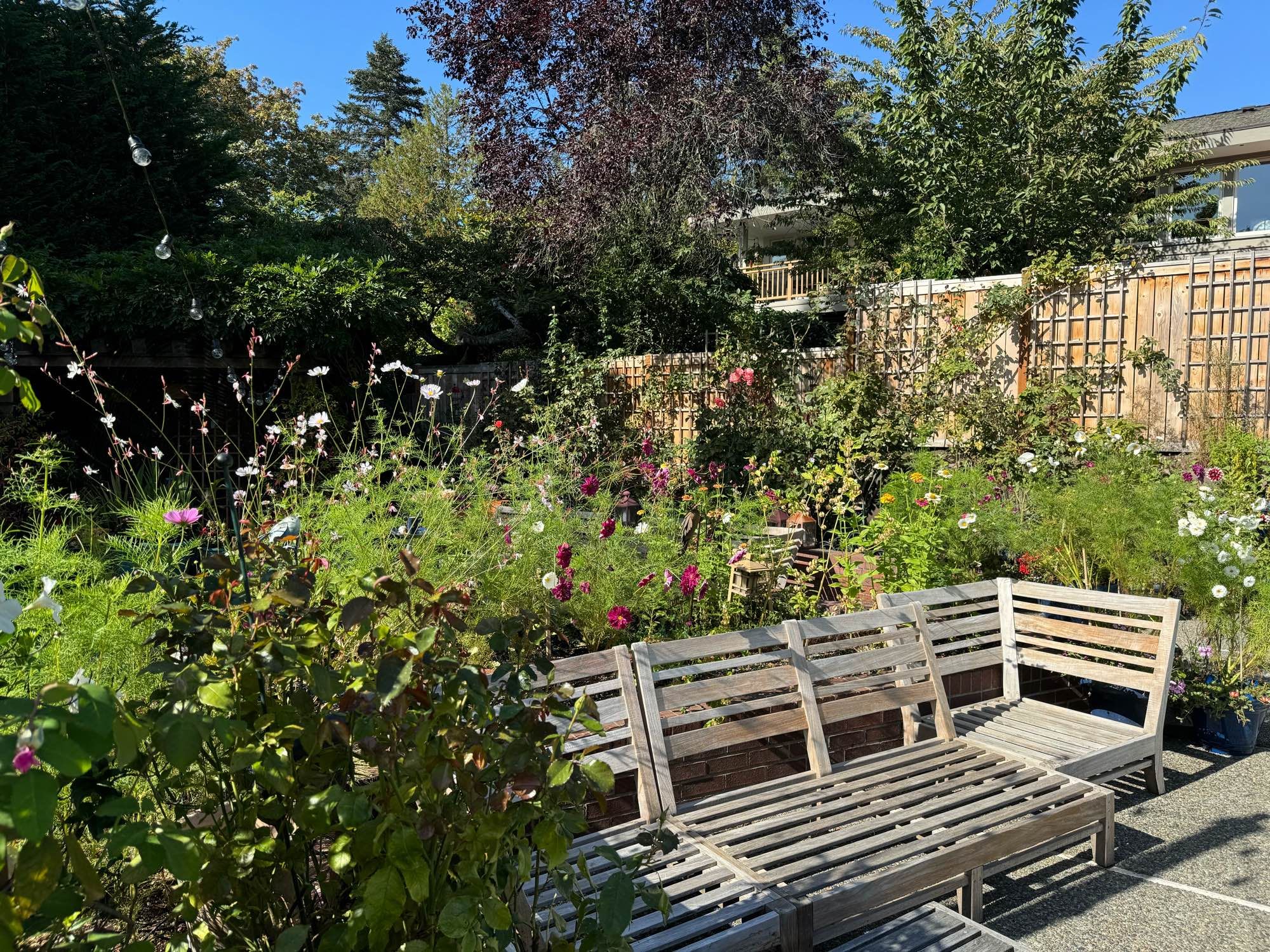 The cut flower garden absolutely exploding behind one of the outdoor couches.