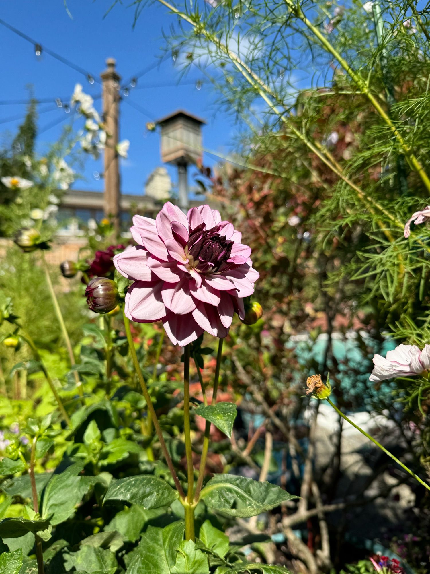 A crème de cassis dahlia.