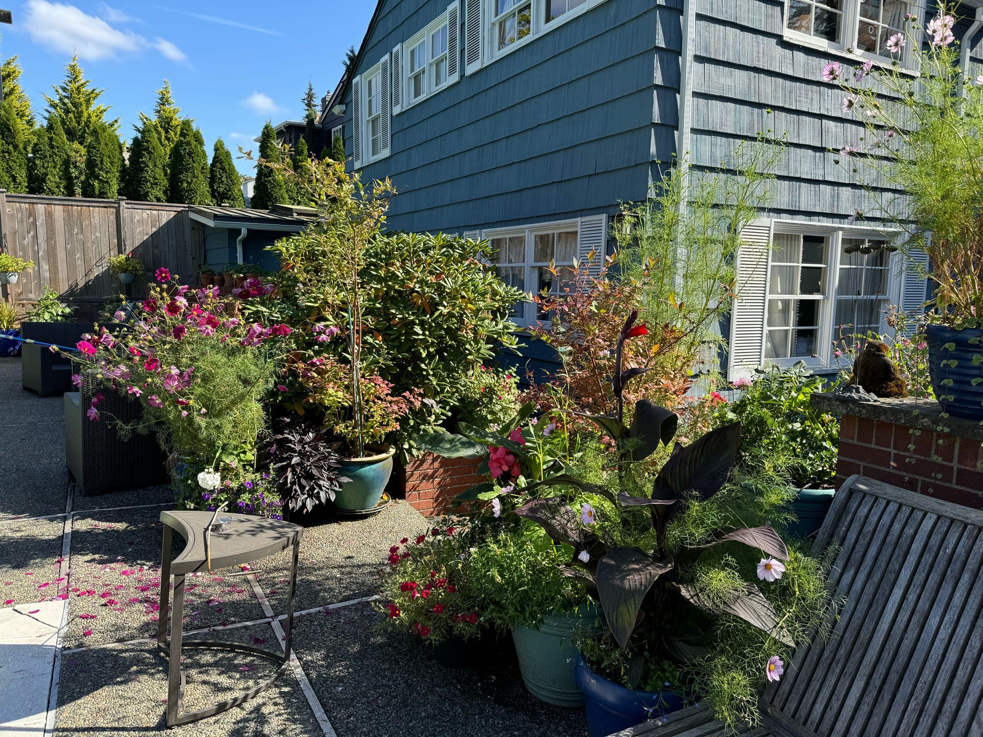 Part of the pot garden up in the pool deck. There are canas, dahlias, cosmos, blueberry bushes, snapdragons, and more.