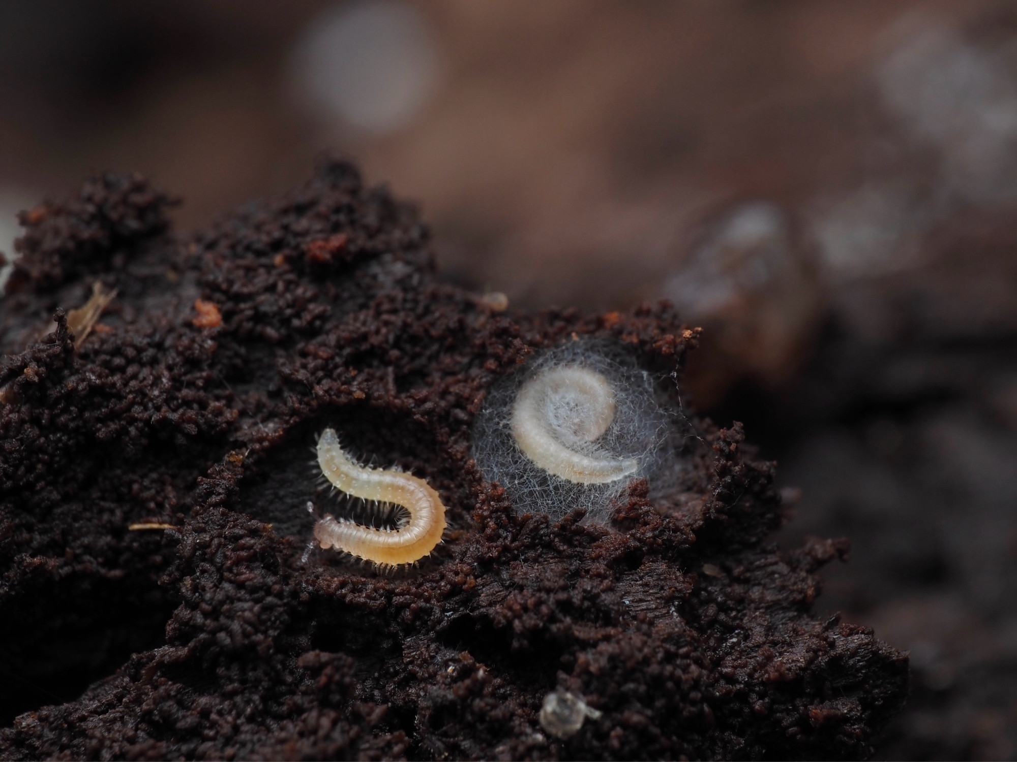 a little whitish brown translucent millipede sits in a hollow made of compacted fecal pellets. right next to it in a similar chamber, another millipede of the same species sits curled up and obscured behind a veil of gauzy silk