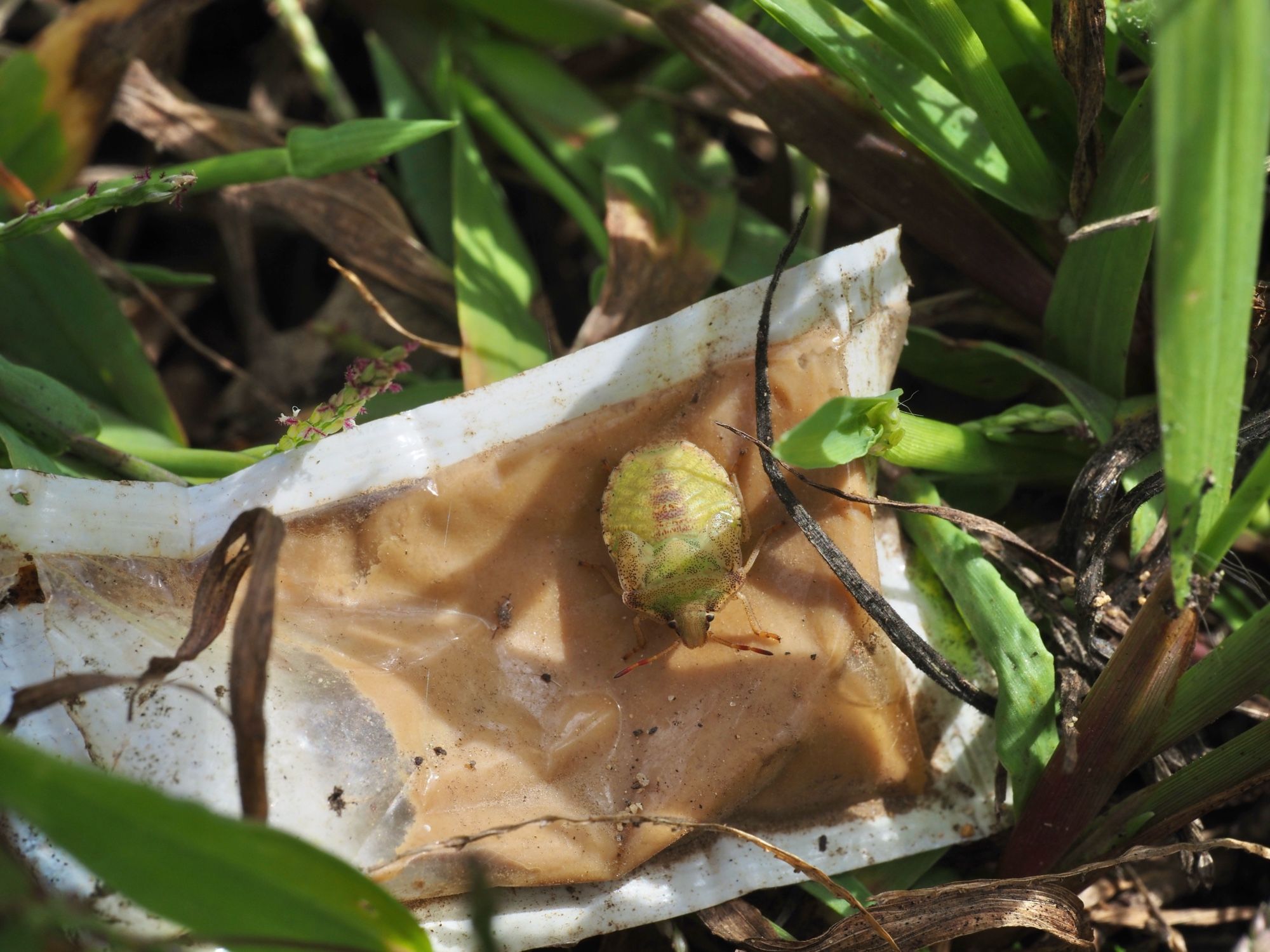 green baby stink bug sitting on a packet of goop!!!!!!!!!