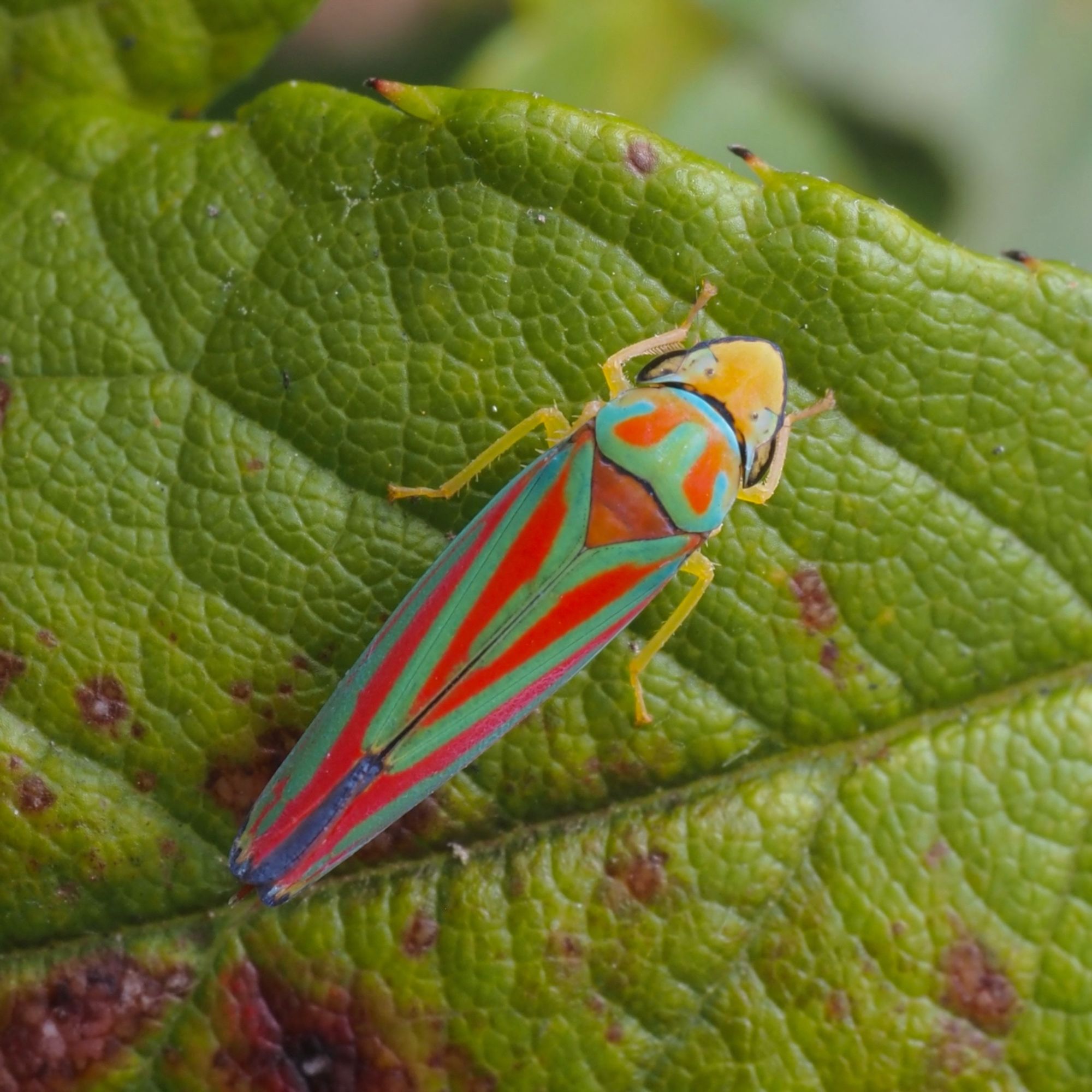 a leafhopper with teal and scarlet striped wings and a yellow face and legs