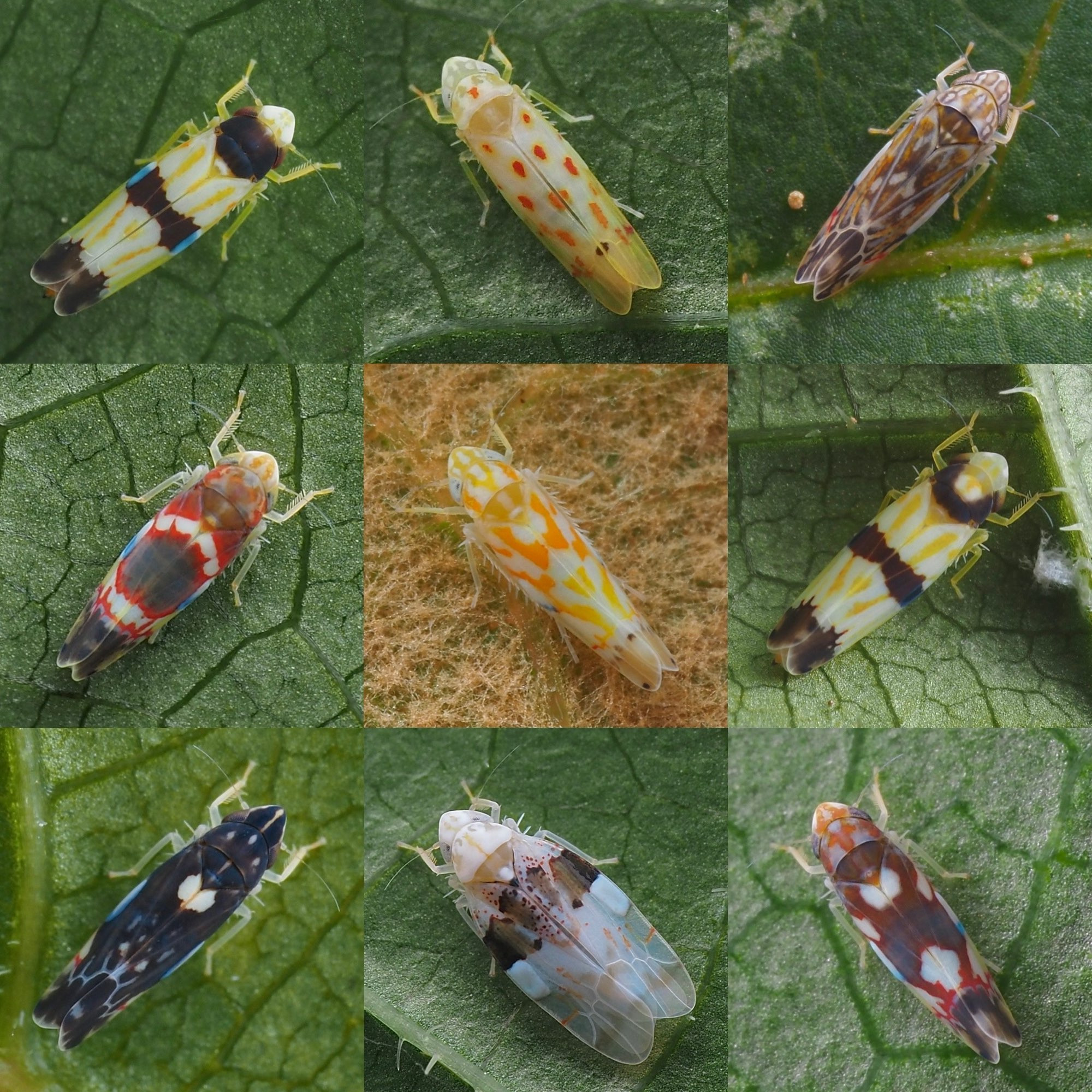 a collage of 9 brightly colored leafhoppers. most have a white base with various shades of red, yellow, orange, and bluish-black creating distinct patterns