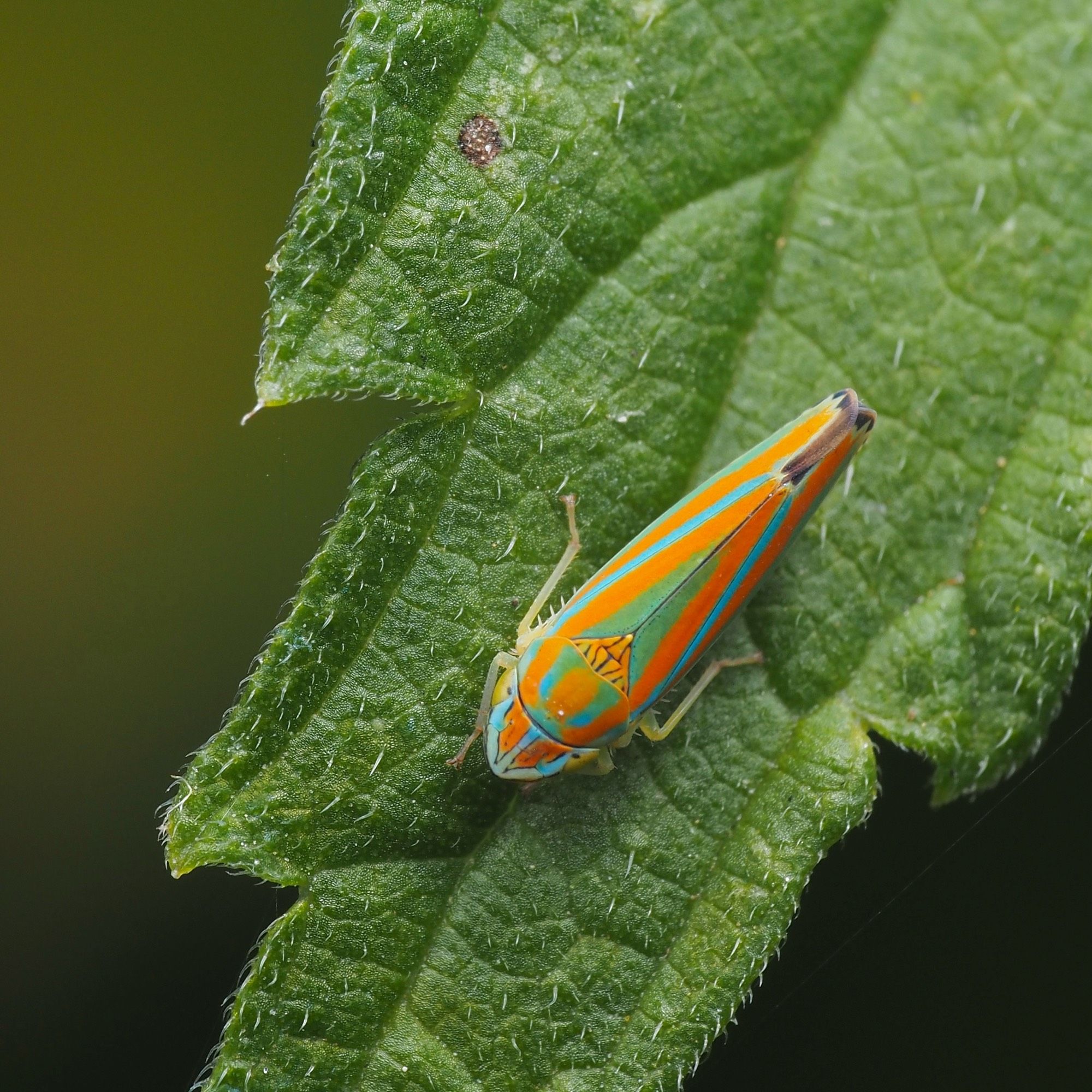 a leafhopper with blue and orange longitudinally striped wings and a blue and orange face. the back has a green triangle and two green stripes