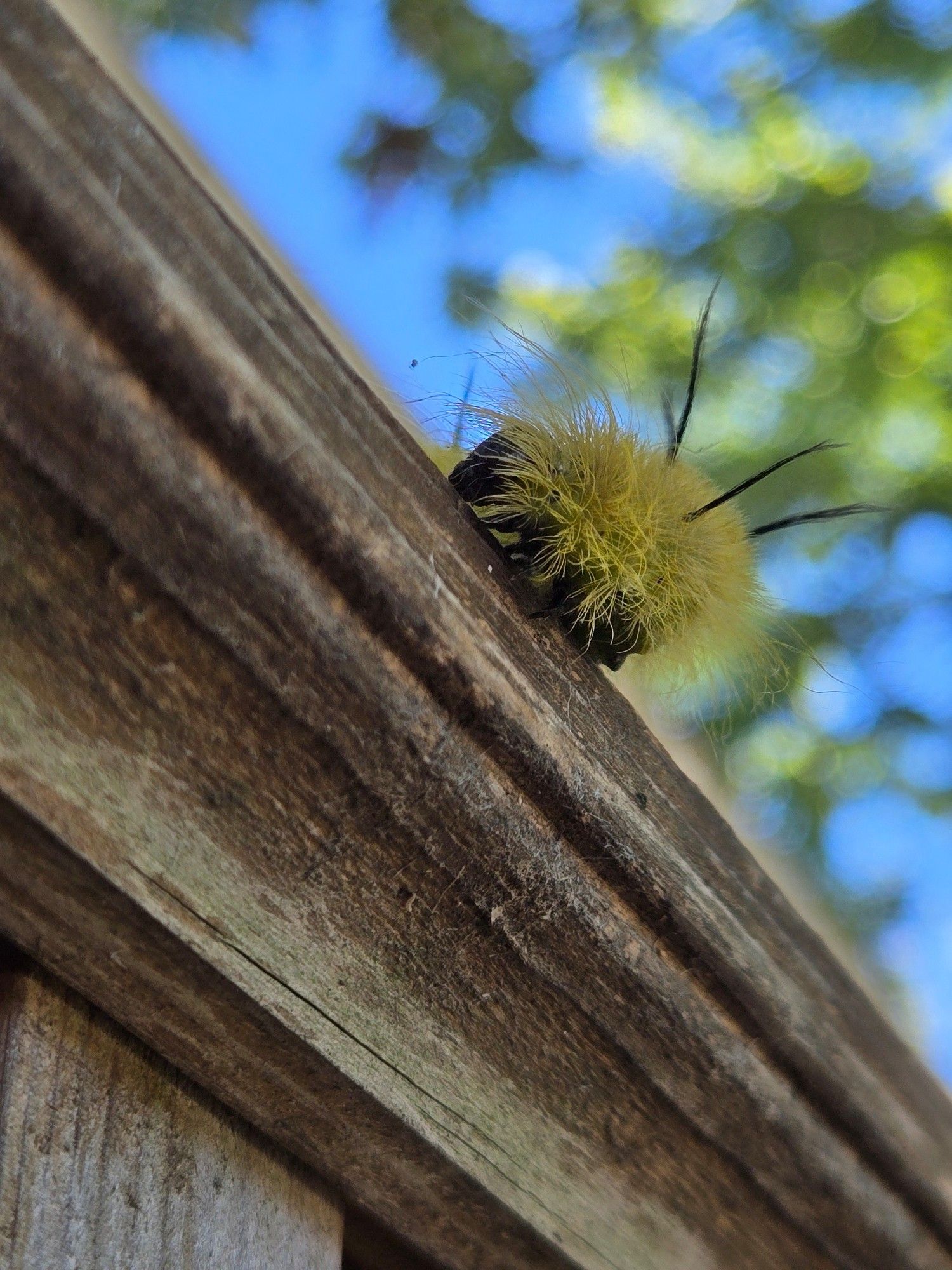 American dagger moth caterpillar. Covered in a bright yellow-green "fur," with three long, black stinging hairs visible as it turns to the left. Just visible is its black head and some black legs and underbody. It is crawling on an unpainted wood railing. Shot from beneath, with blue sky and blurry green maple leaves in the background