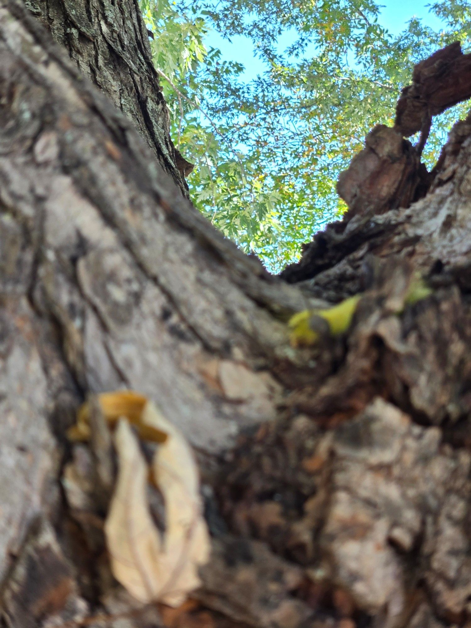 Our bright green stinging friend is only just visible in the out-of-focus grey, brown, and red- brown rough bark of a large maple tree. Instead, the camera has chosen to focus on the lovely green maple leaves and blue sky in the distance while I was blinded by the sun. The large, yellow and brown maple leaf i used to move it is blurred in the foreground.