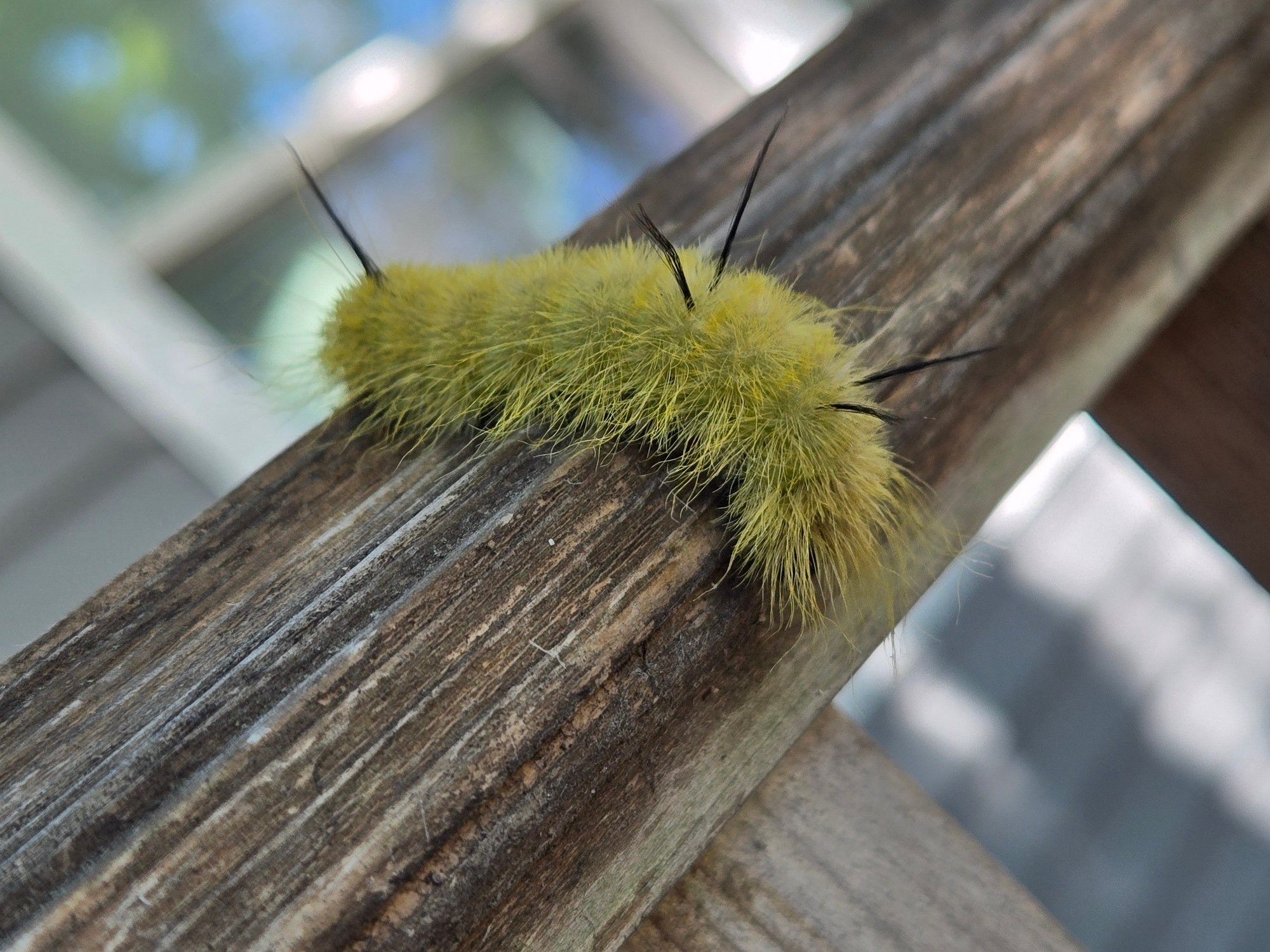 American dagger moth caterpillar. Covered in a bright yellow-green "fur," with long, black stinging hairs in three sets of two sticking out along its body. It is crawling on an unpainted wood railing.