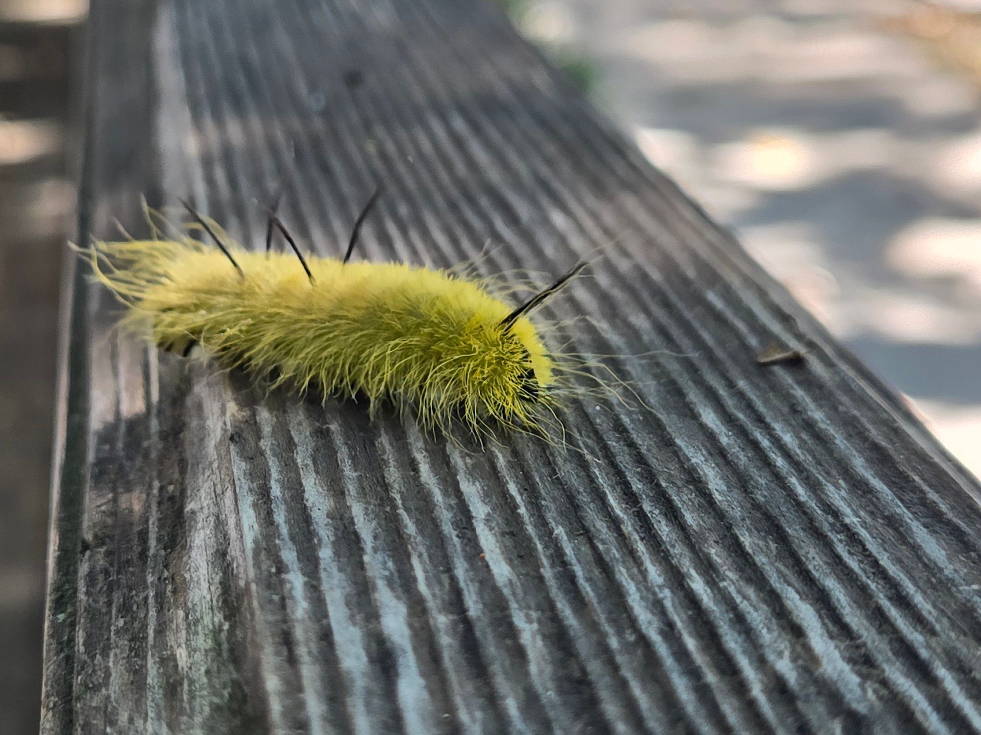 American dagger moth caterpillar. Covered in a bright yellow-green "fur," with long, black stinging hairs in three sets of two sticking out along its body. It is crawling on an unpainted wood railing. A little bit of black face peeks out on the right. Long "fur" trails behind it. To the right of the railing, dark grey shadows fall out of focus on the pale grey walkway