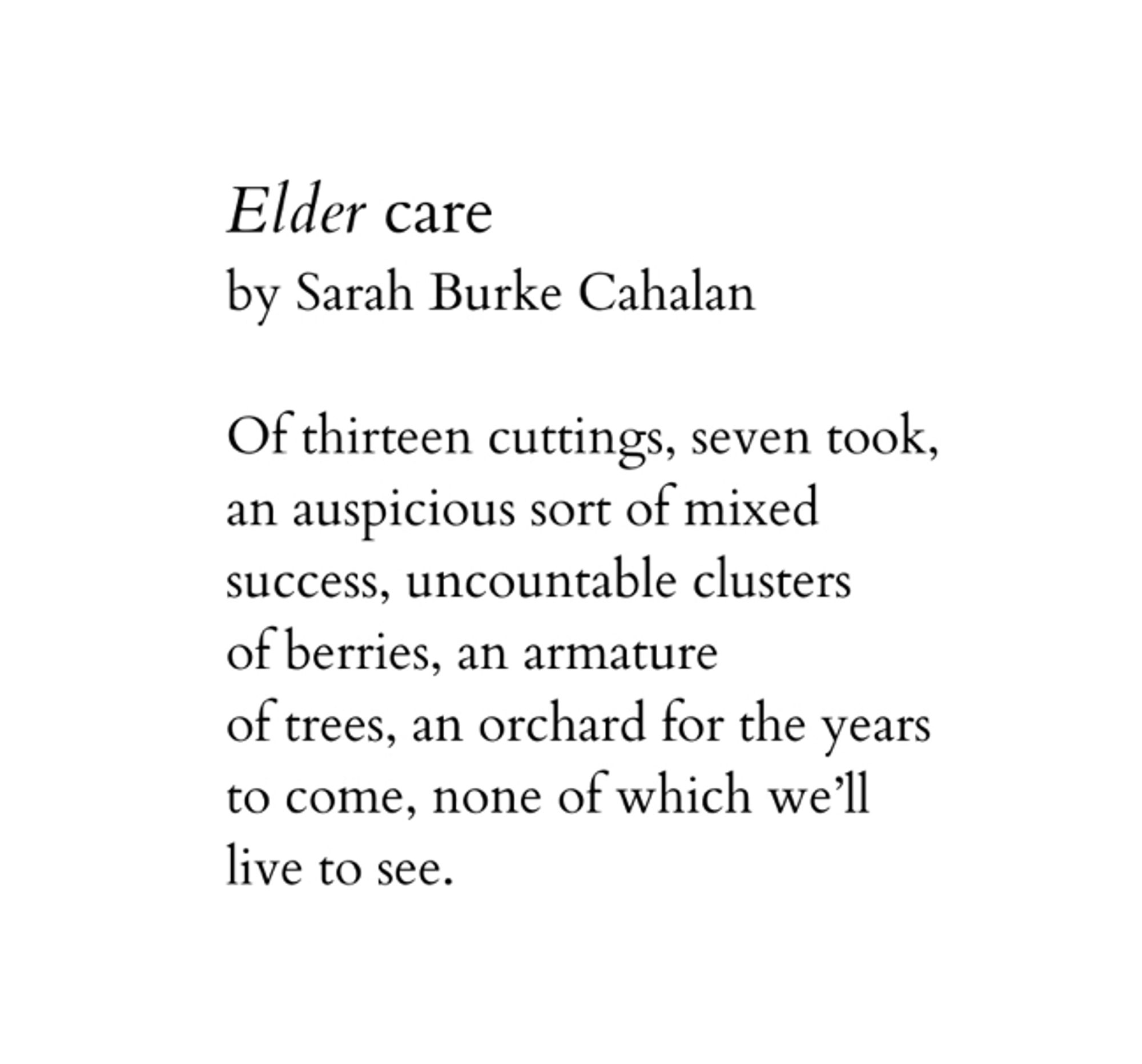 Elder care

Of thirteen cuttings, seven took, 
an auspicious sort of mixed 
success, uncountable clusters 
of berries, an armature
of trees, an orchard for the years 
to come, none of which we'll 
live to see.