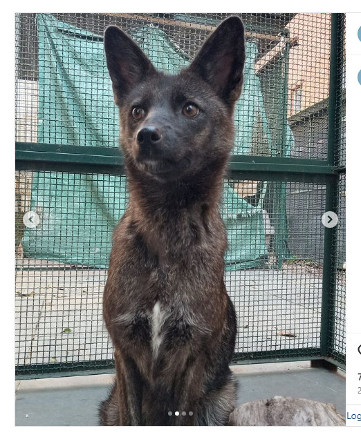 the alleged dog-fox hybrid, sitting for the camera 
