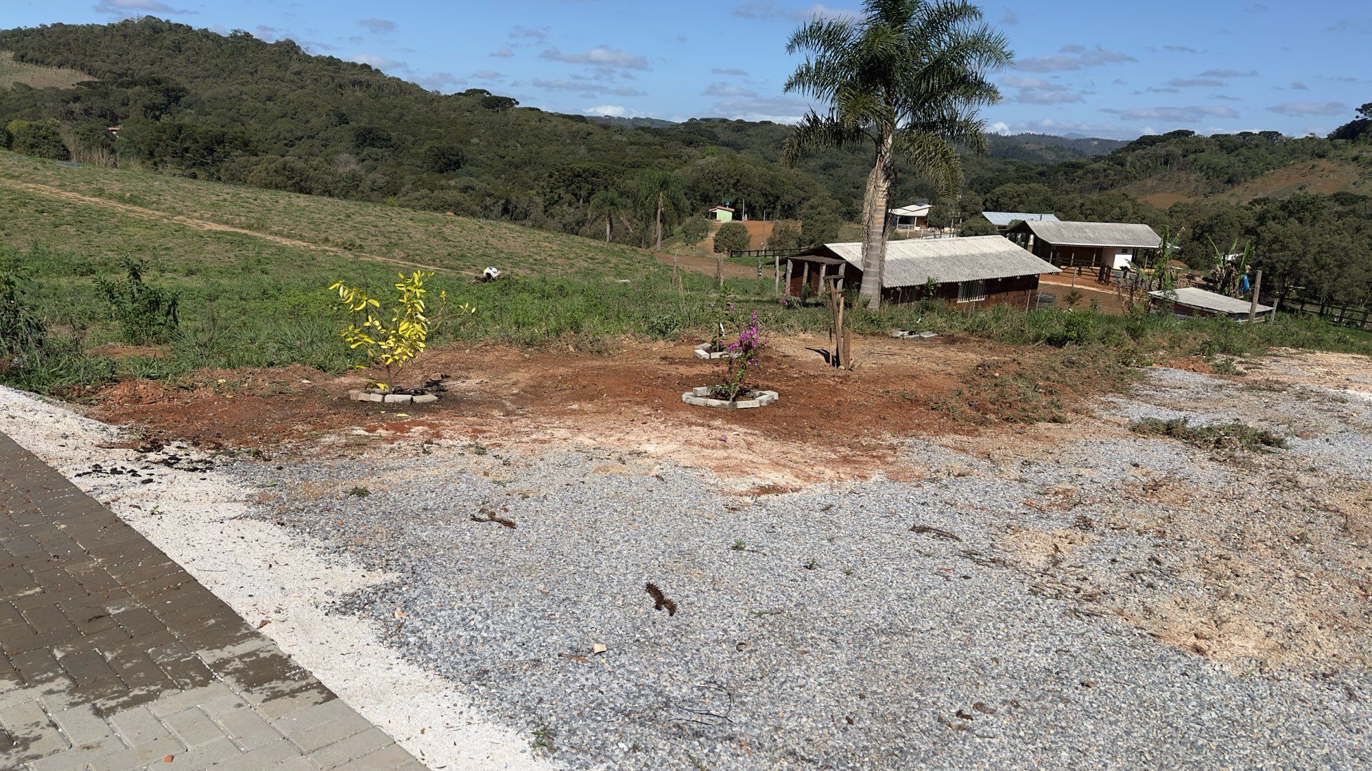 Foto de um terreno com quatro mudas plantadas.