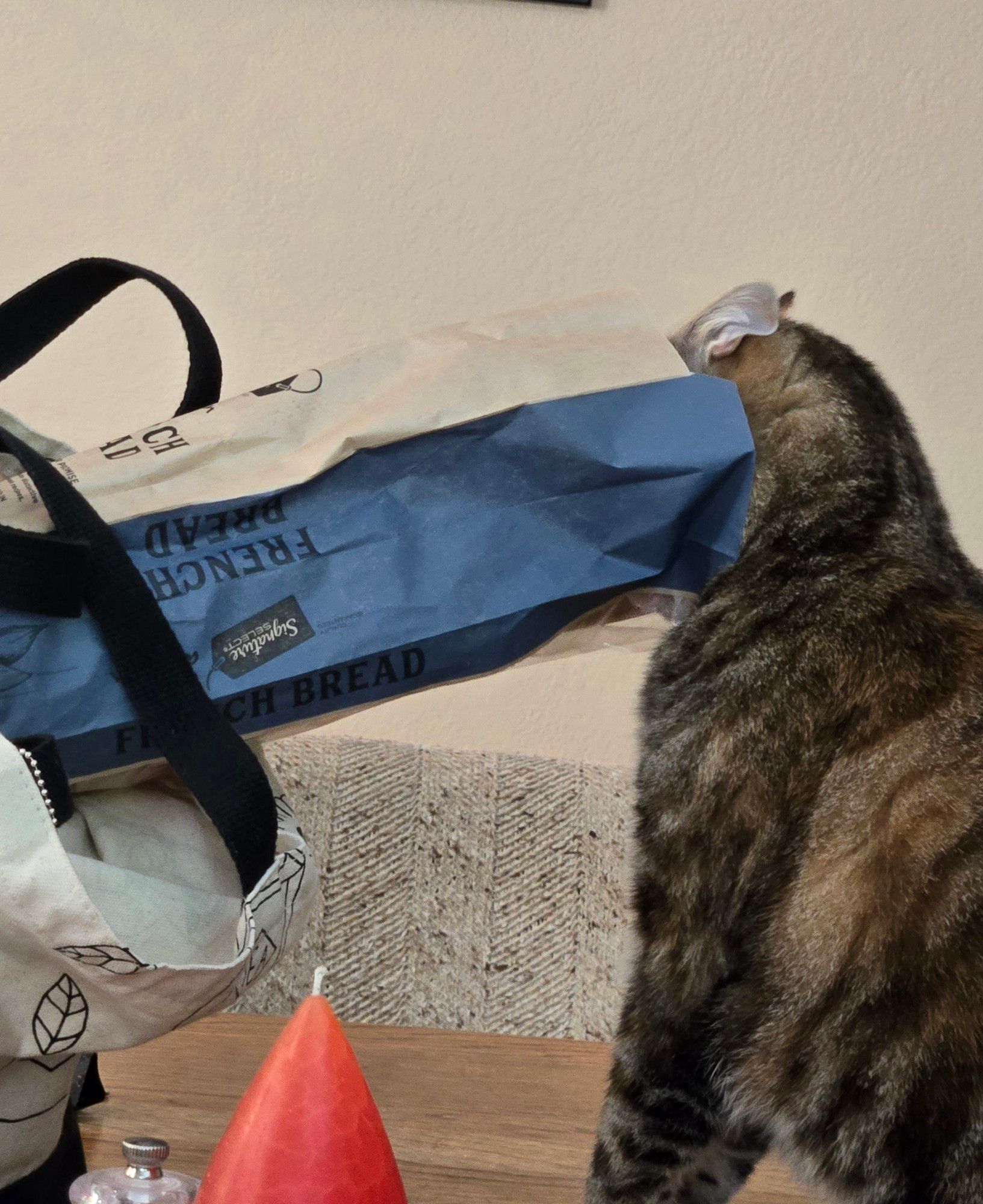 Our cat, Babka, trying to steal an entire French bread out of the bag.