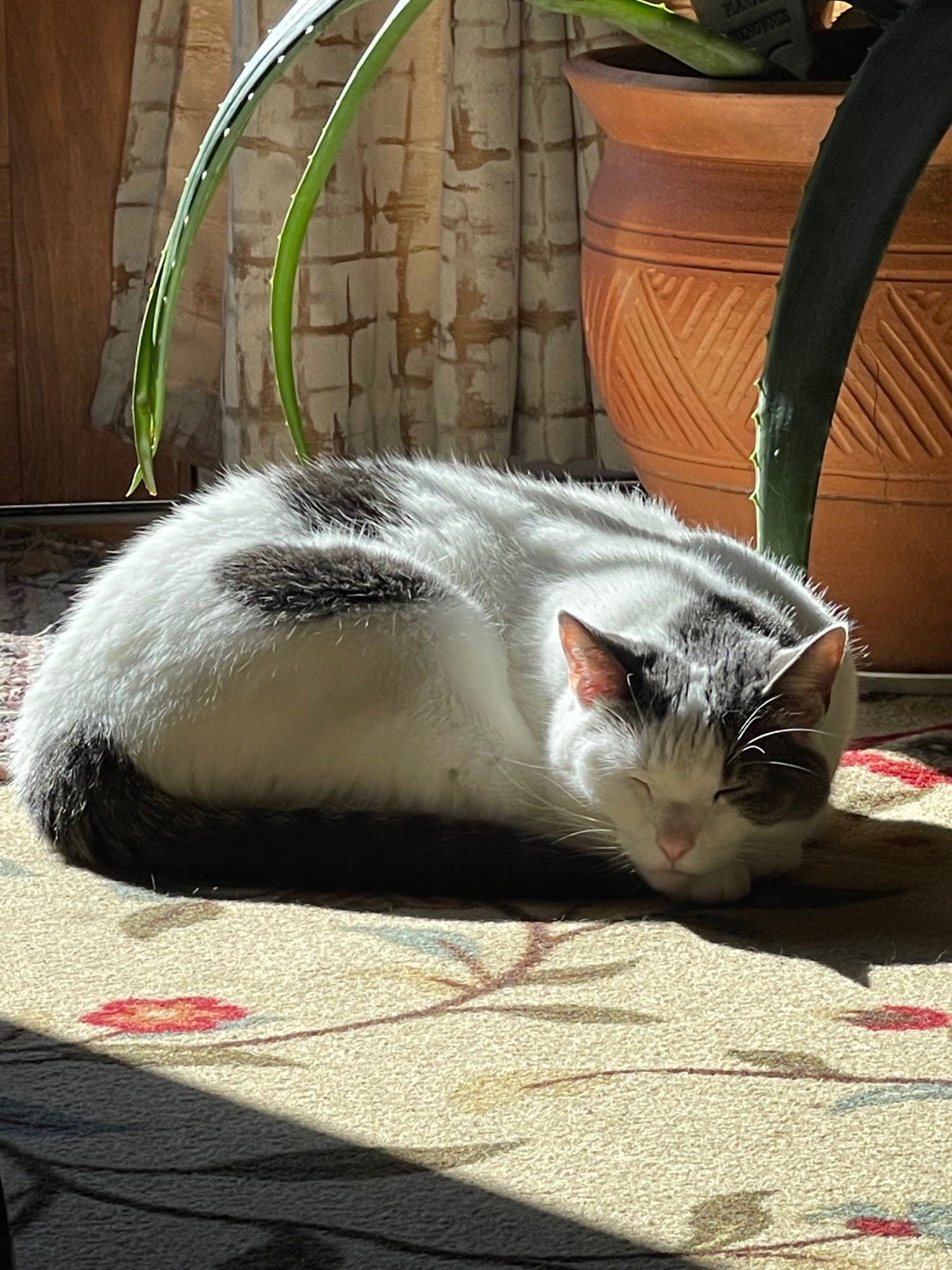 Clyde, a white cat with dark grey spots, curled up and sleeping underneath a potted plant in the sun.