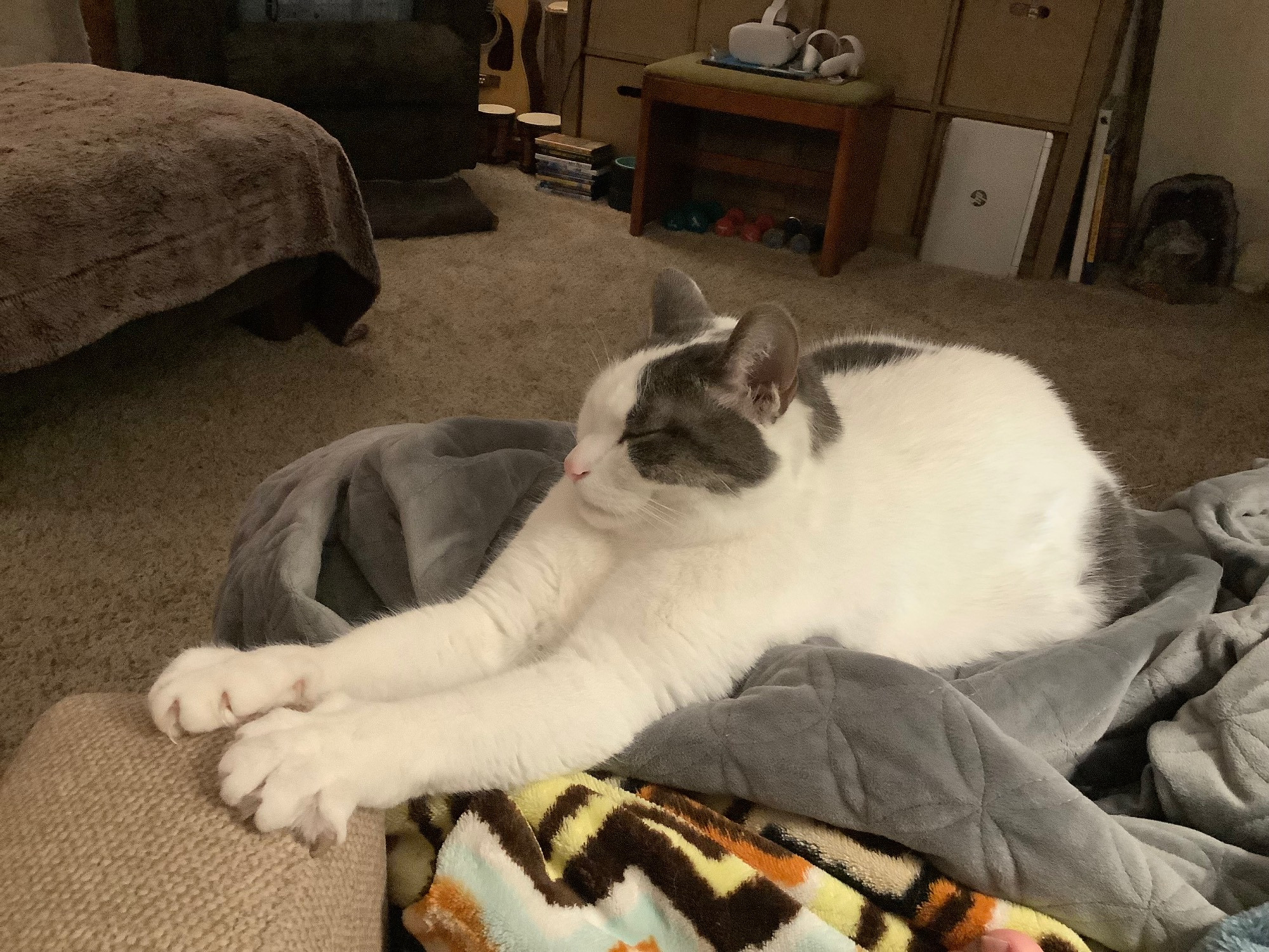 Clyde, a white cat with grey spots, sitting like a sphinx on a grey blanket. The odd camera angle makes it look as though his front paws are much bigger than they should normally be.