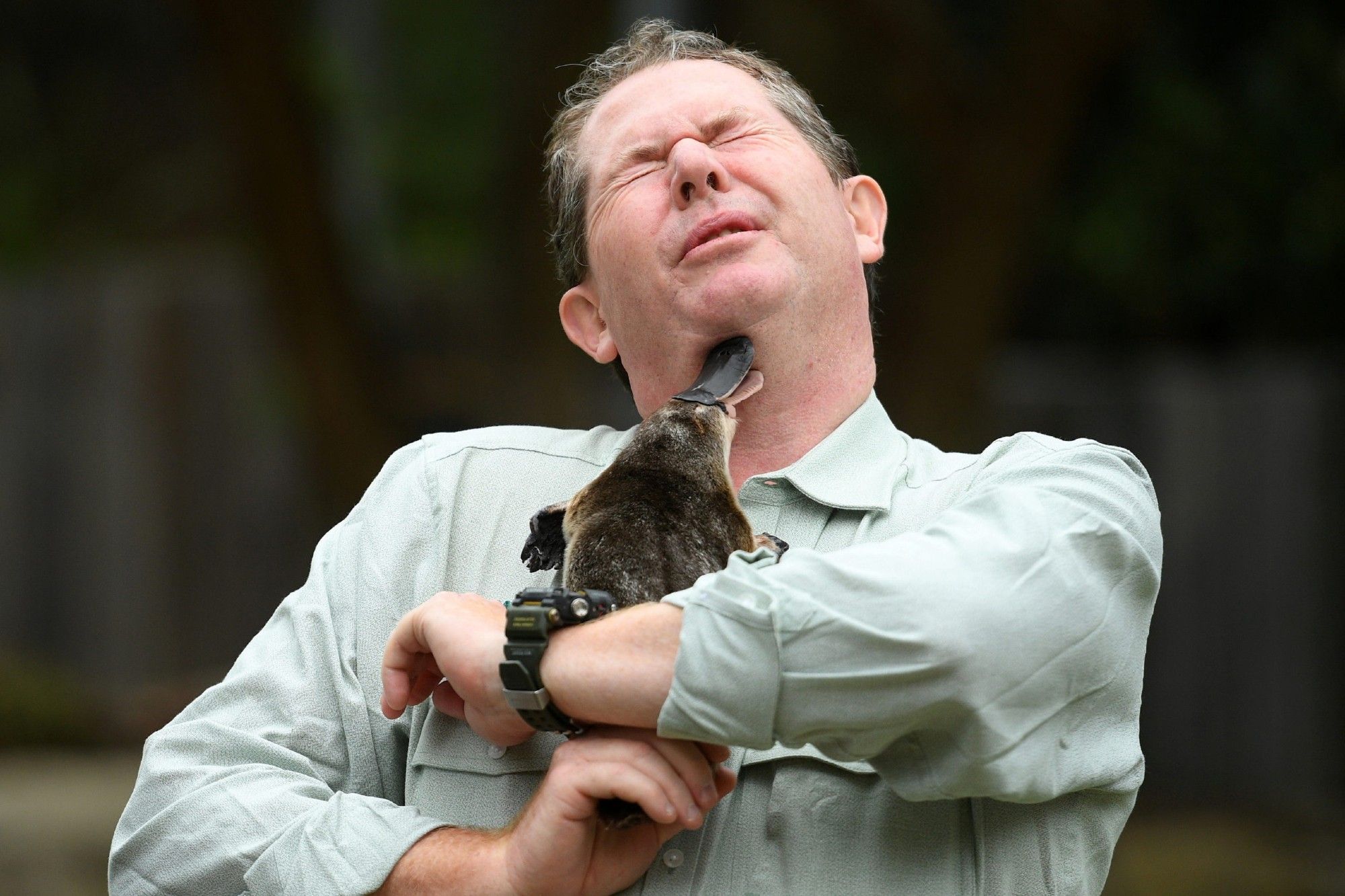 this platpus is straight-up biting a man in the chin with its beak, he is shocked and is reeling back at his tiny assailant