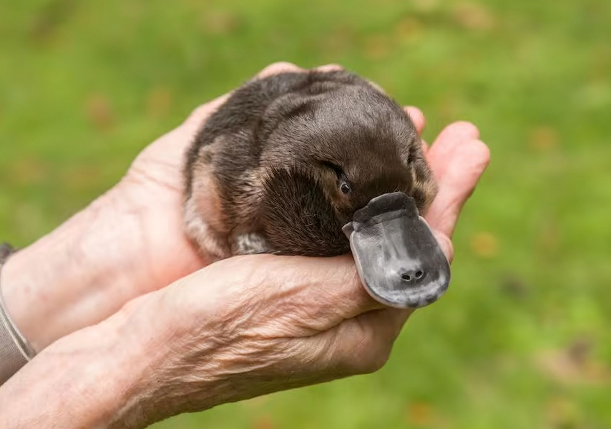 a platypus being held entirely within somebody's two hands, it is much smaller than you expect