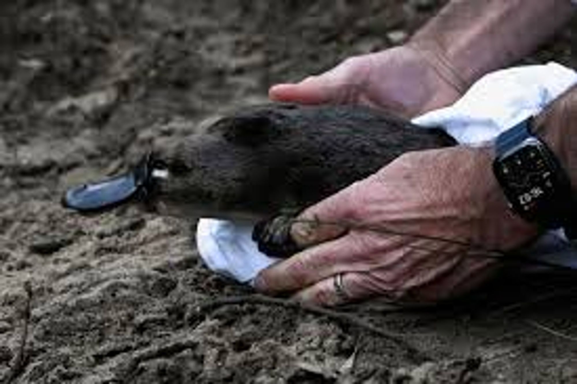 this platypus is being released from some kind of bag, I think?