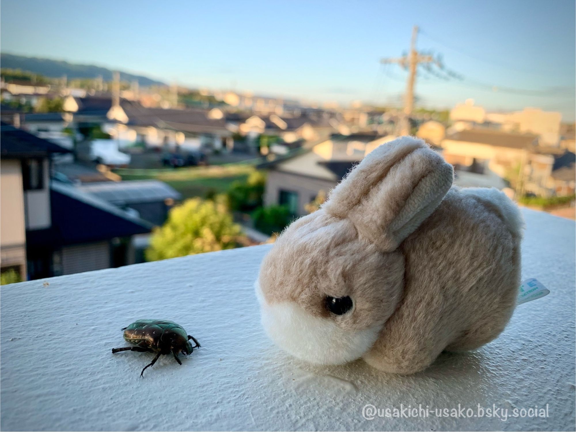 旅するぬいぐるみうさぎ、うさきち。
始まりの朝日と、終わりの朝日。