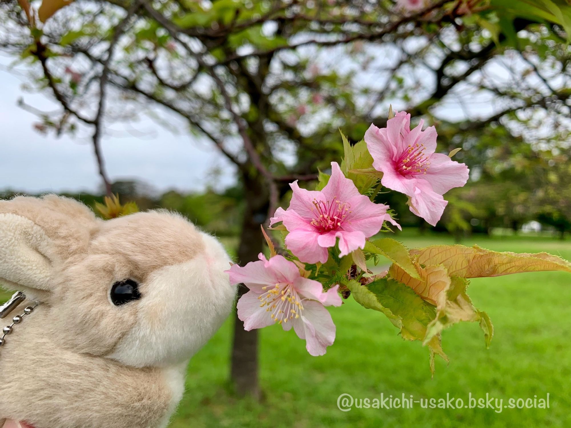 旅するぬいぐるみうさぎ、うさきち。
あわてんぼうのサクラさん。
桜の季節過ぎたら、遠くの街に行くのかい？