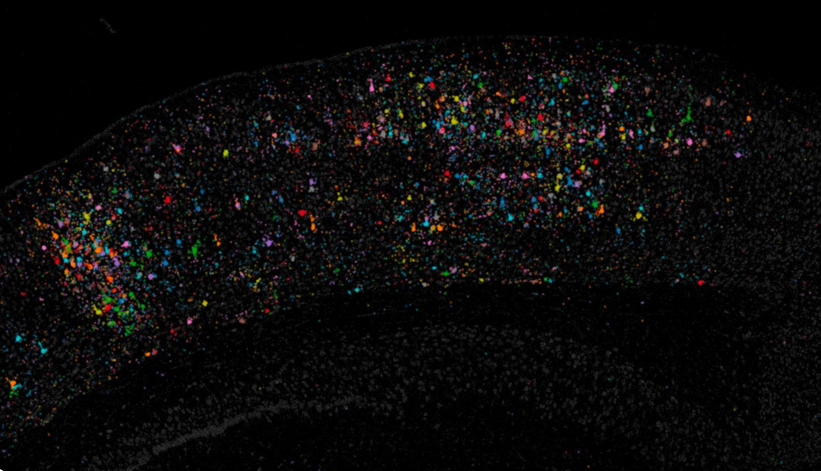 Image of barcoded neurons distributed across a section of the neocortex.