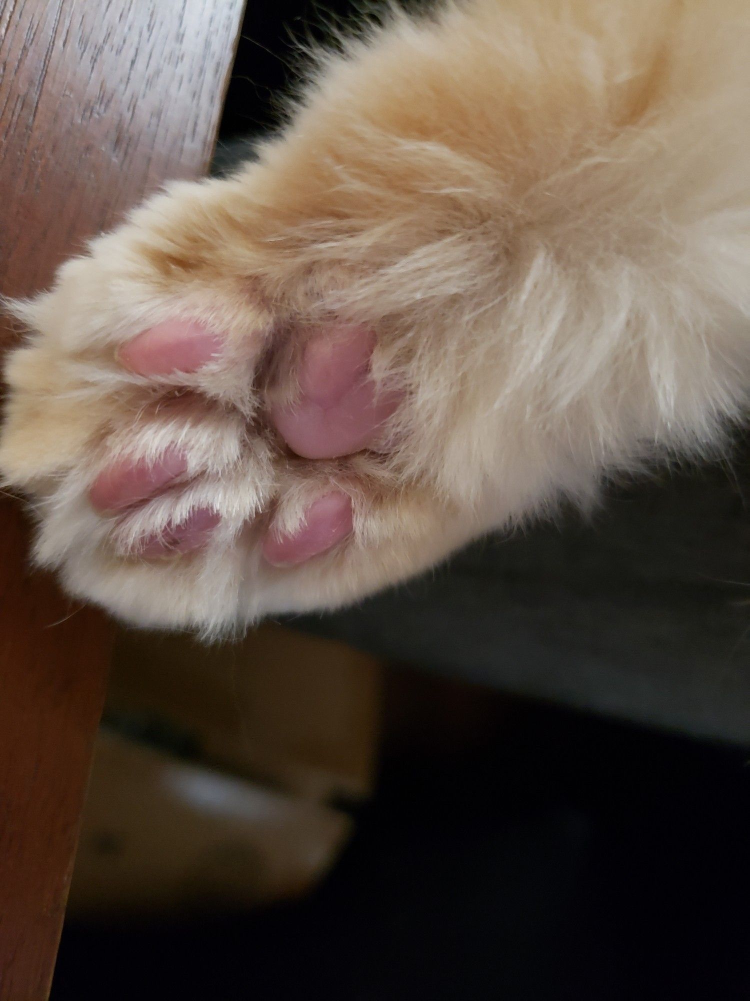 Persian cat's pink toe beans sticking out from under a desk. I tried to trim the fur.