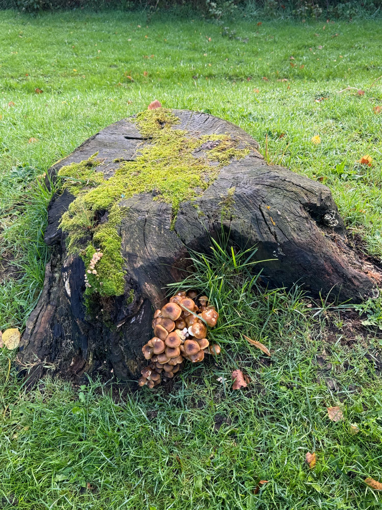 Picture of wild mushrooms growing on a tree stump.