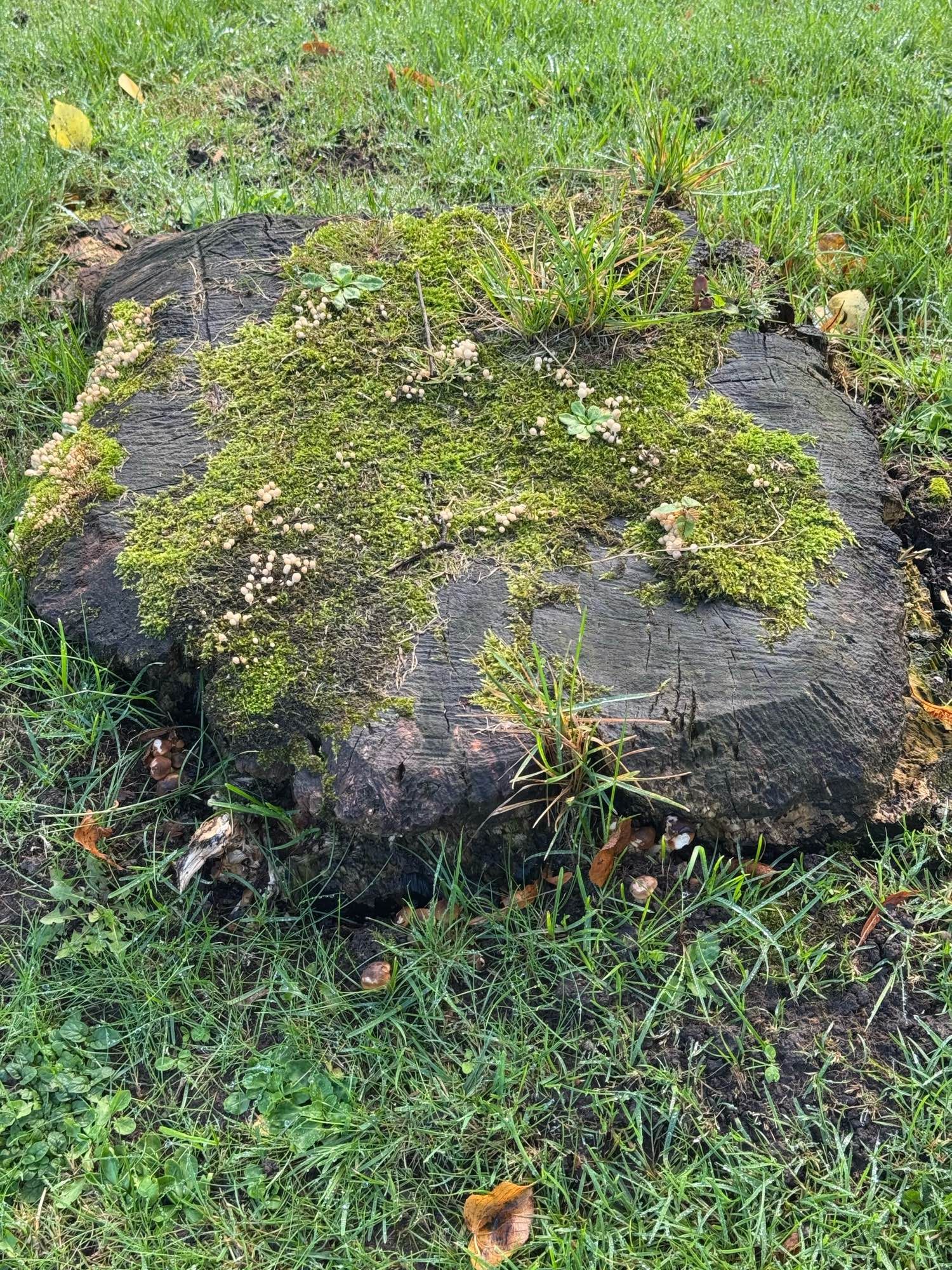 Picture of wild mushrooms growing on a tree stump.