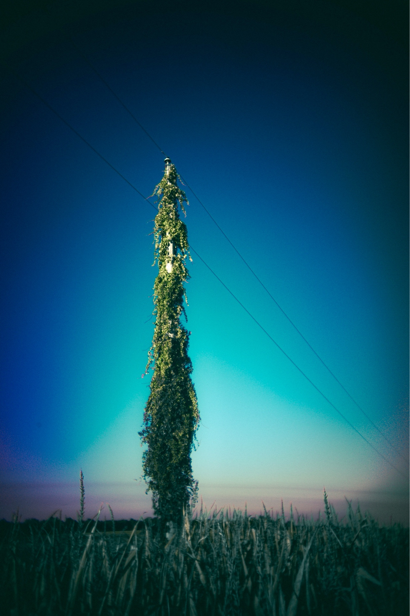 A tall wooden utility pole is completely covered in thick green vines, standing alone in a field of tall grass or crops. Power lines extend diagonally from the pole into the sky. The sky transitions from a deep blue at the top to a lighter gradient near the horizon, with a faint pink and purple hue near the bottom, suggesting early morning or late evening light. The overall scene has a surreal, almost dreamlike quality.