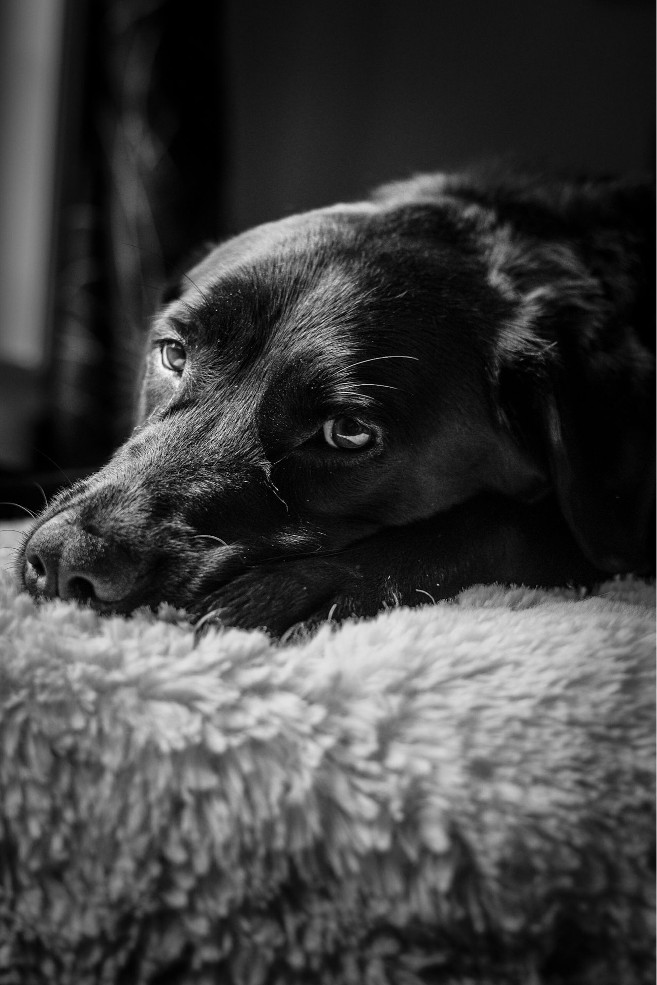 Close-up black and white image of a dog resting its head on a soft, textured surface. The dog's eyes are open, gazing to the side with a calm, slightly sad expression. The fur is dark and smooth, and the lighting creates soft highlights on the face and fur, enhancing the dog's contemplative look.