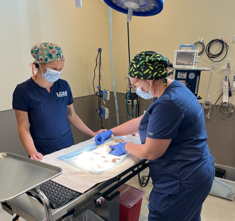 Rebar is prepped for one of her multiple surgeries.