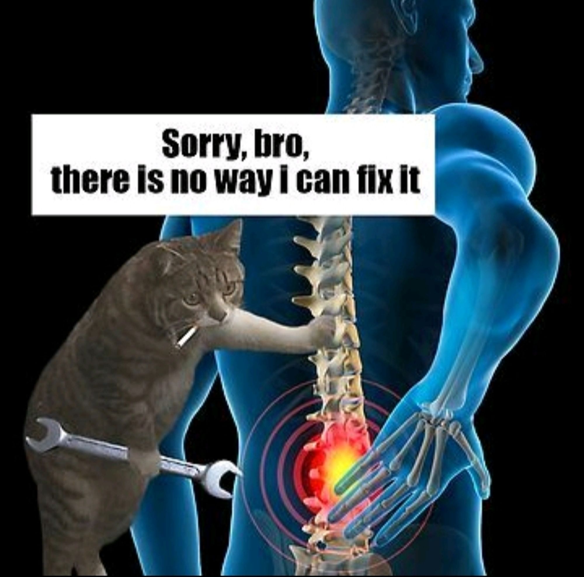 a cat with a tool and a cigarette leanin against a spine with a red pain area in the lumbar and he is saying "sorry, bro, there is no way i can fix it."