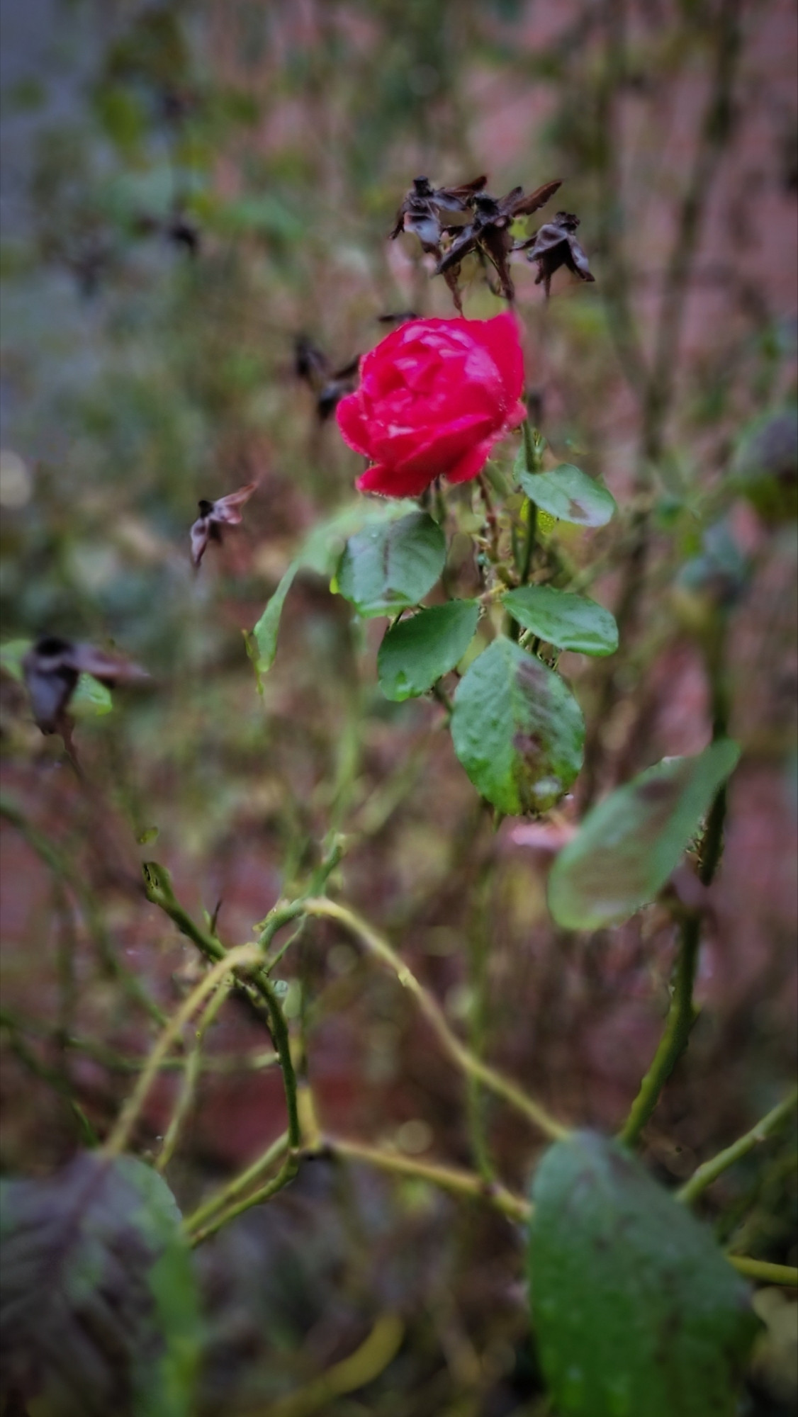 Rote Rose an einem Strauch, an dem alle anderen Rosen bereits verblüht sind.