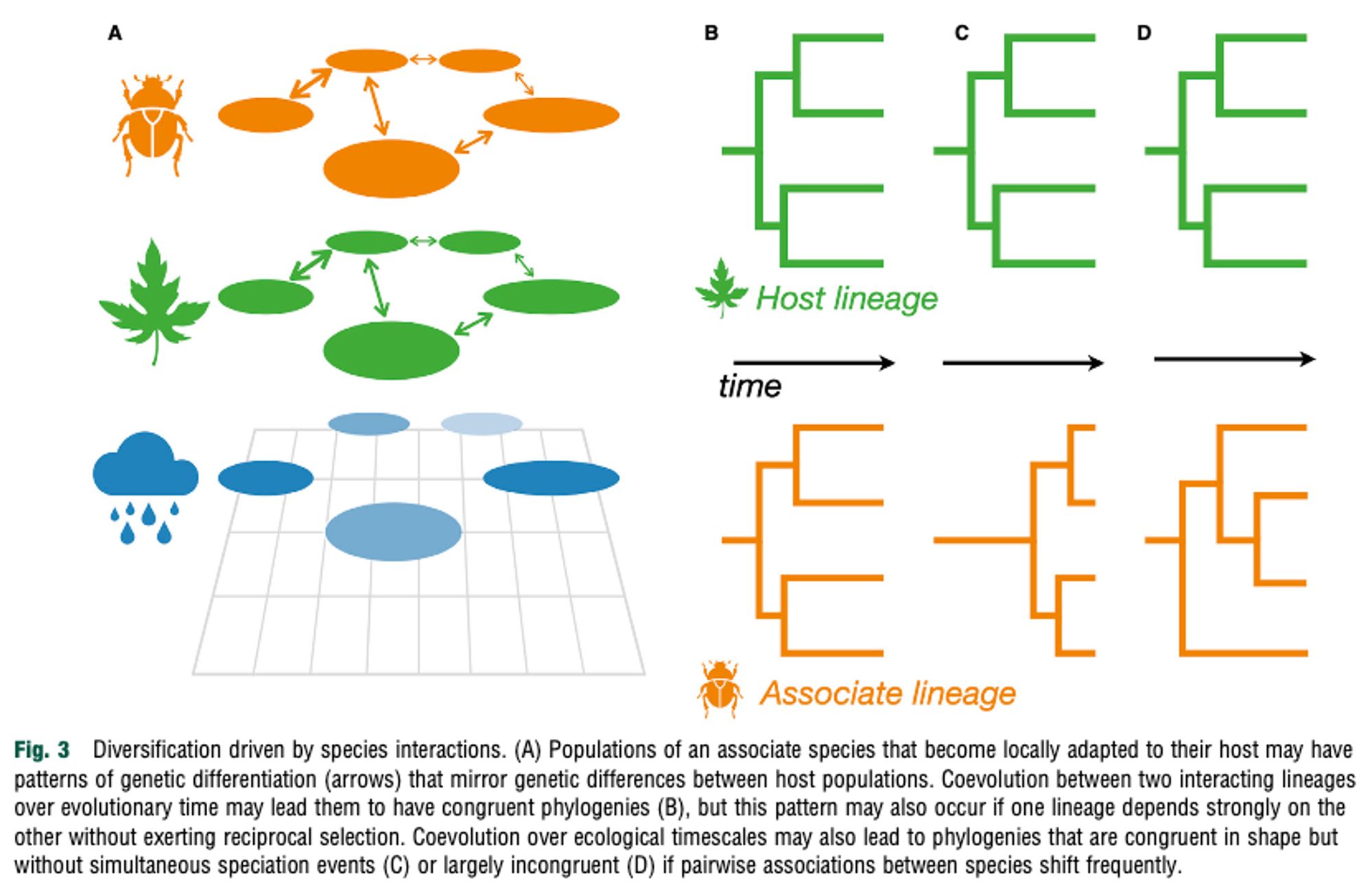 Screenshot of Fig. 3 from Yoder (2025), captioned: Diversification driven by species interactions. (A) Populations of an associate species that become locally adapted to their host may have patterns of genetic differentiation (arrows) that mirror genetic differences between host populations. Coevolution between two interacting lineages over evolutionary time may lead them to have congruent phylogenies (B), but this pattern may also occur if one lineage depends strongly on the other without exerting reciprocal selection. Coevolution over ecological timescales may also lead to phylogenies that are congruent in shape but without simultaneous speciation events (C) or largely incongruent (D) if pairwise associations between species shift frequently.