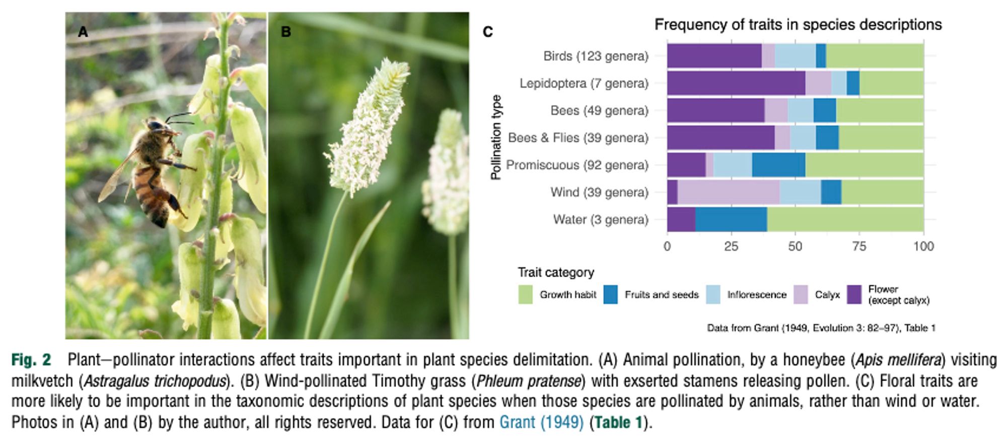 Screenshot of Fig. 2 from Yoder (2025), captioned: Plant-pollinator interactions affect traits important in plant species delimitation. (A) Animal pollination, by a honeybee (Apis mellifera) visiting milkvetch (Astragalus trichopodus). (B) Wind-pollinated Timothy grass (Phleum pratense) with exserted stamens releasing pollen. (C) Floral traits are more likely to be important in the taxonomic descriptions of plant species when those species are pollinated by animals, rather than wind or water. Photos in (A) and (B) by the author, all rights reserved. Data for (C) from Grant (1949)