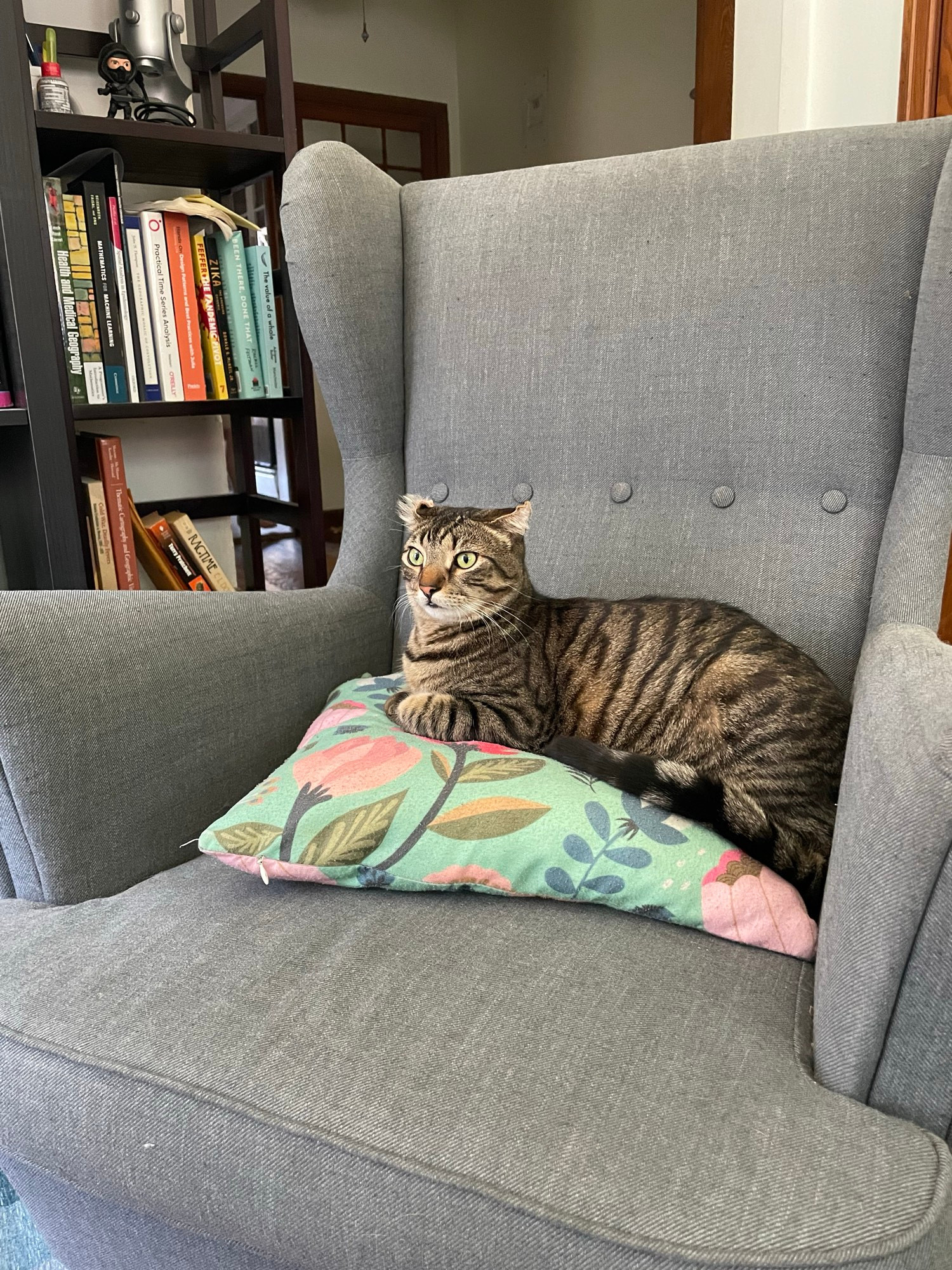 A striped tabby cat sitting on a cushion on a wingback armchair with his ears back a bit