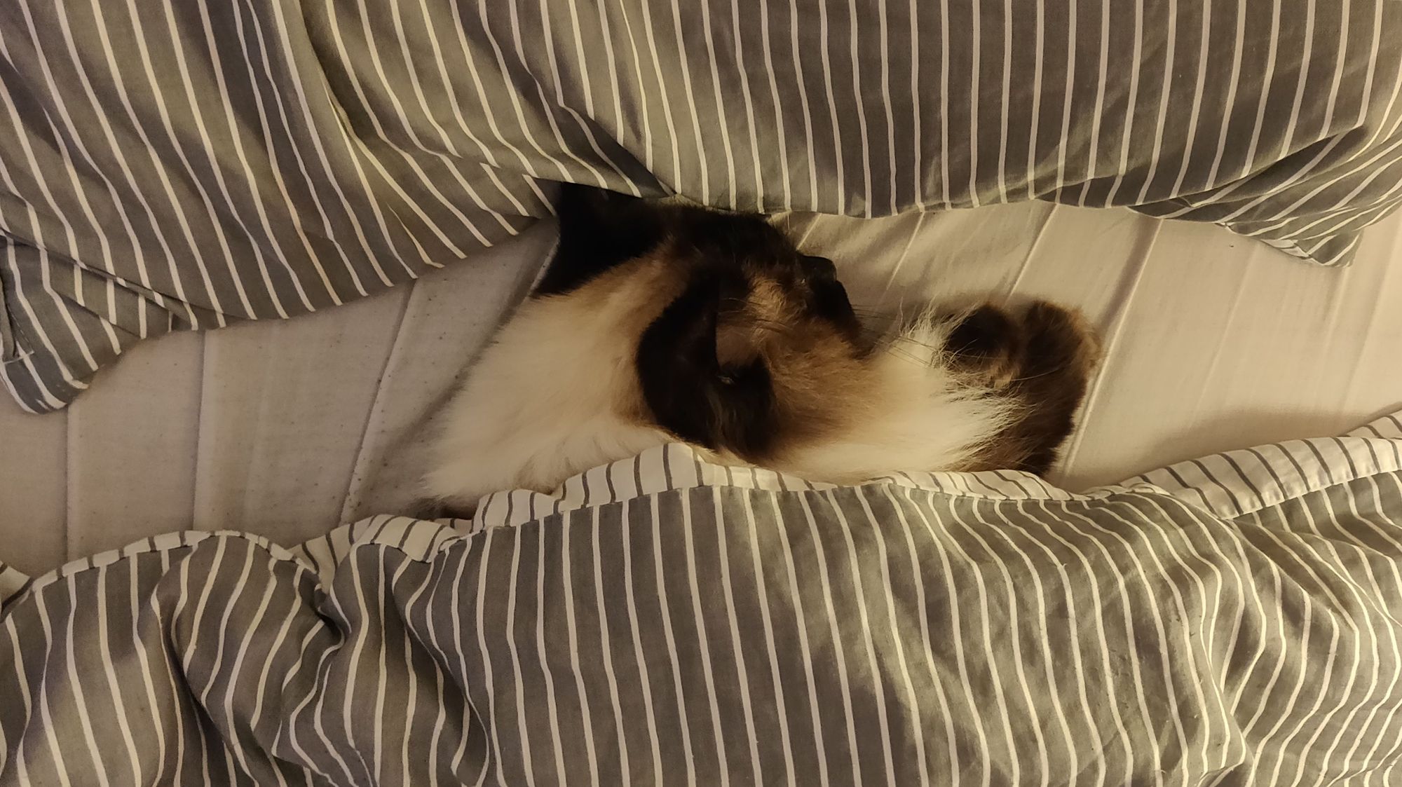 My ragdoll cat sleeping in my bed.