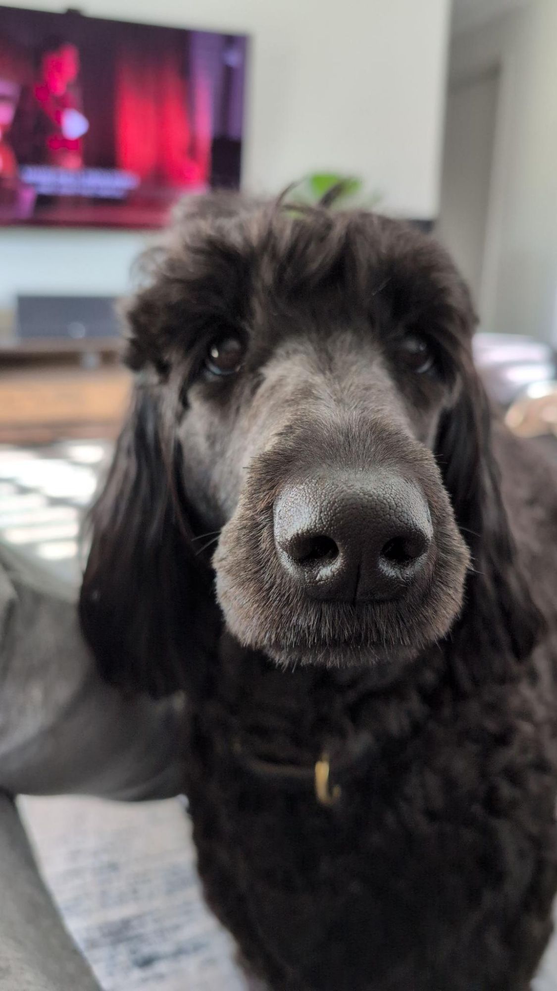 Bunyip, the black labragroodle, gets up close while interrupting twin peaks because it's walk time.