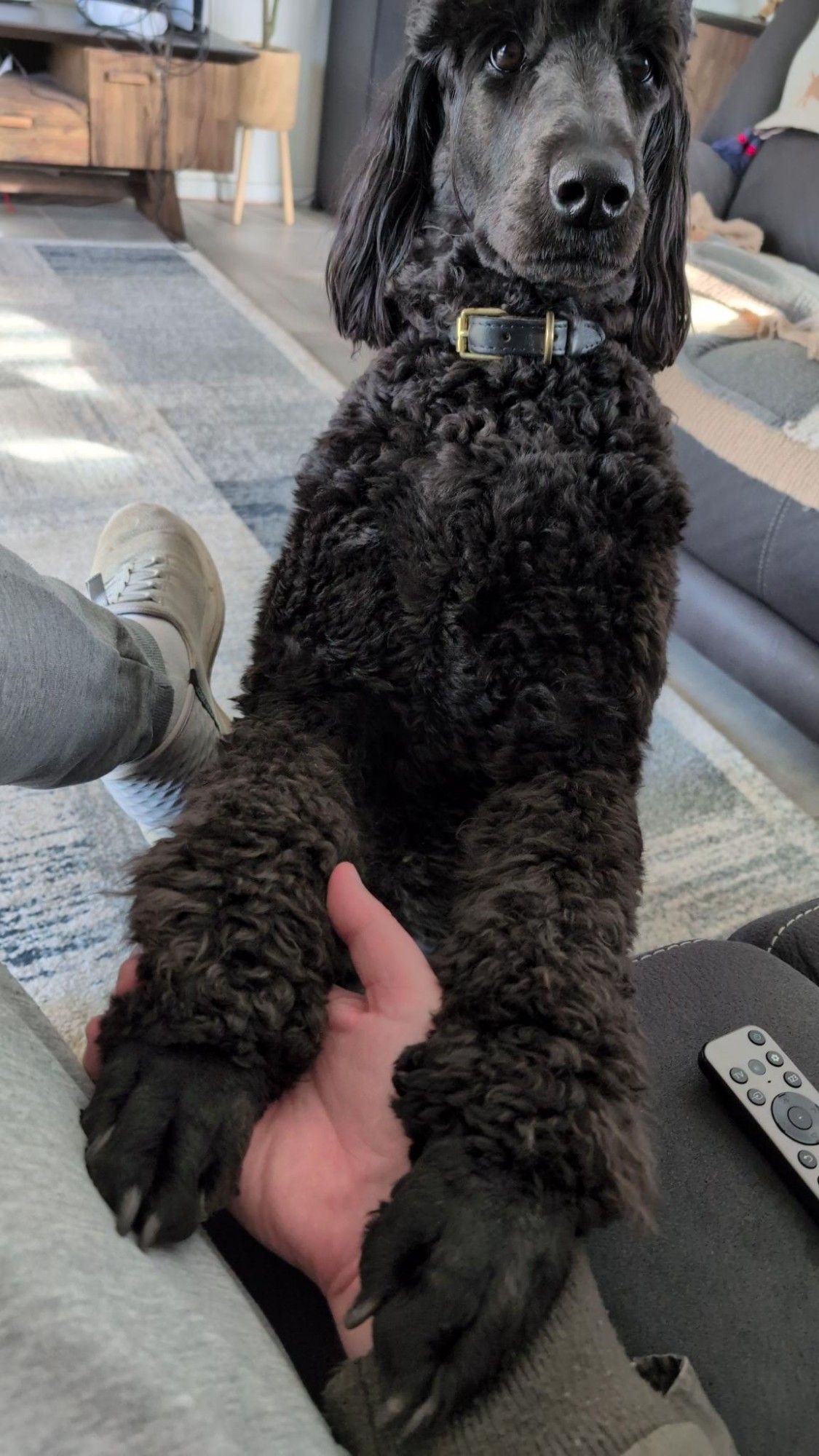 Bunyip, the black labragroodle feels like I didn't get the first hint that it's walk time and is using her front paws to let me know what should be obvious: it's walk time.